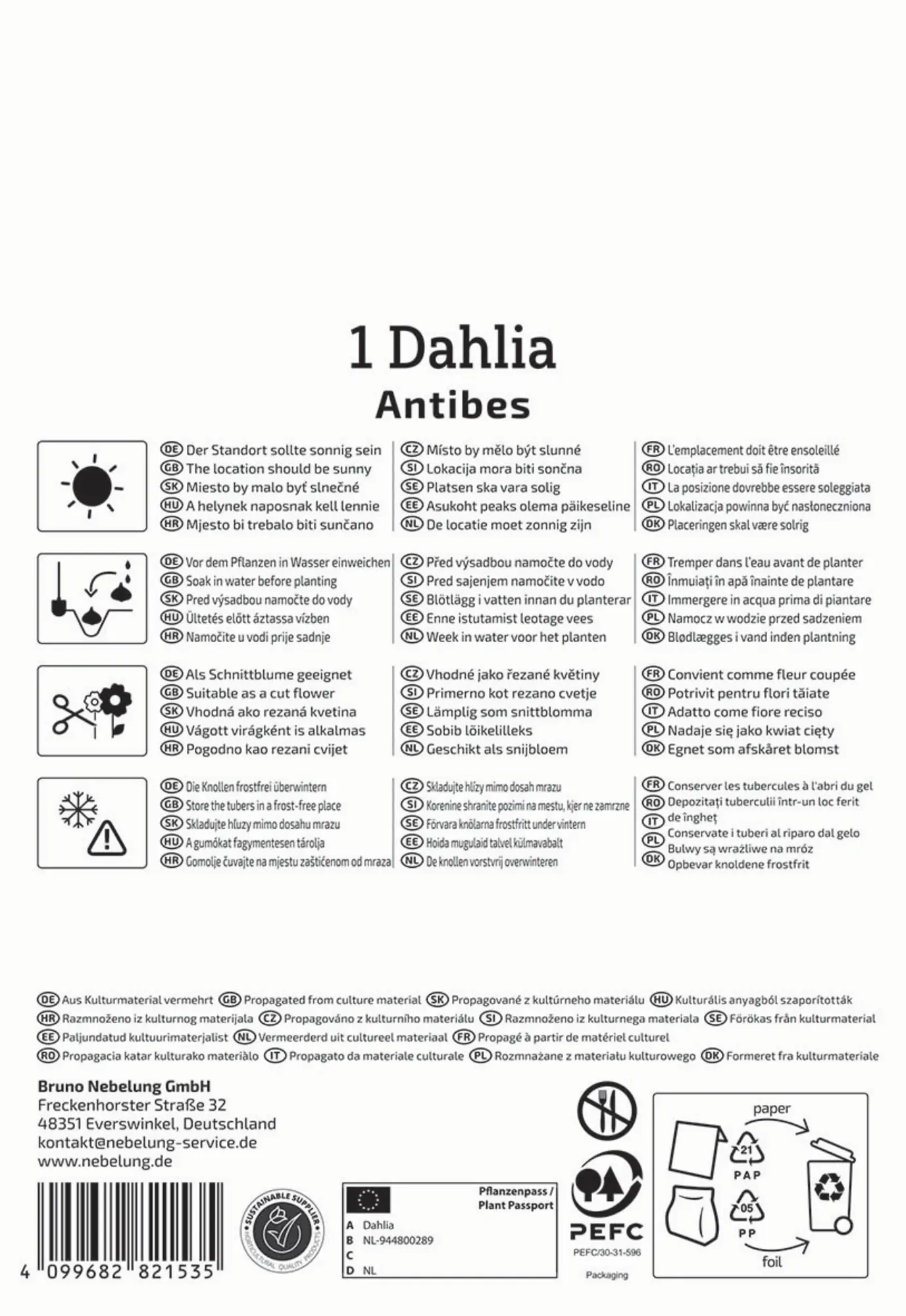 Kiepenkerl Profi-Line Frühjahrsblumenzwiebel Dekorative Dahlie Antibes 1 Stück