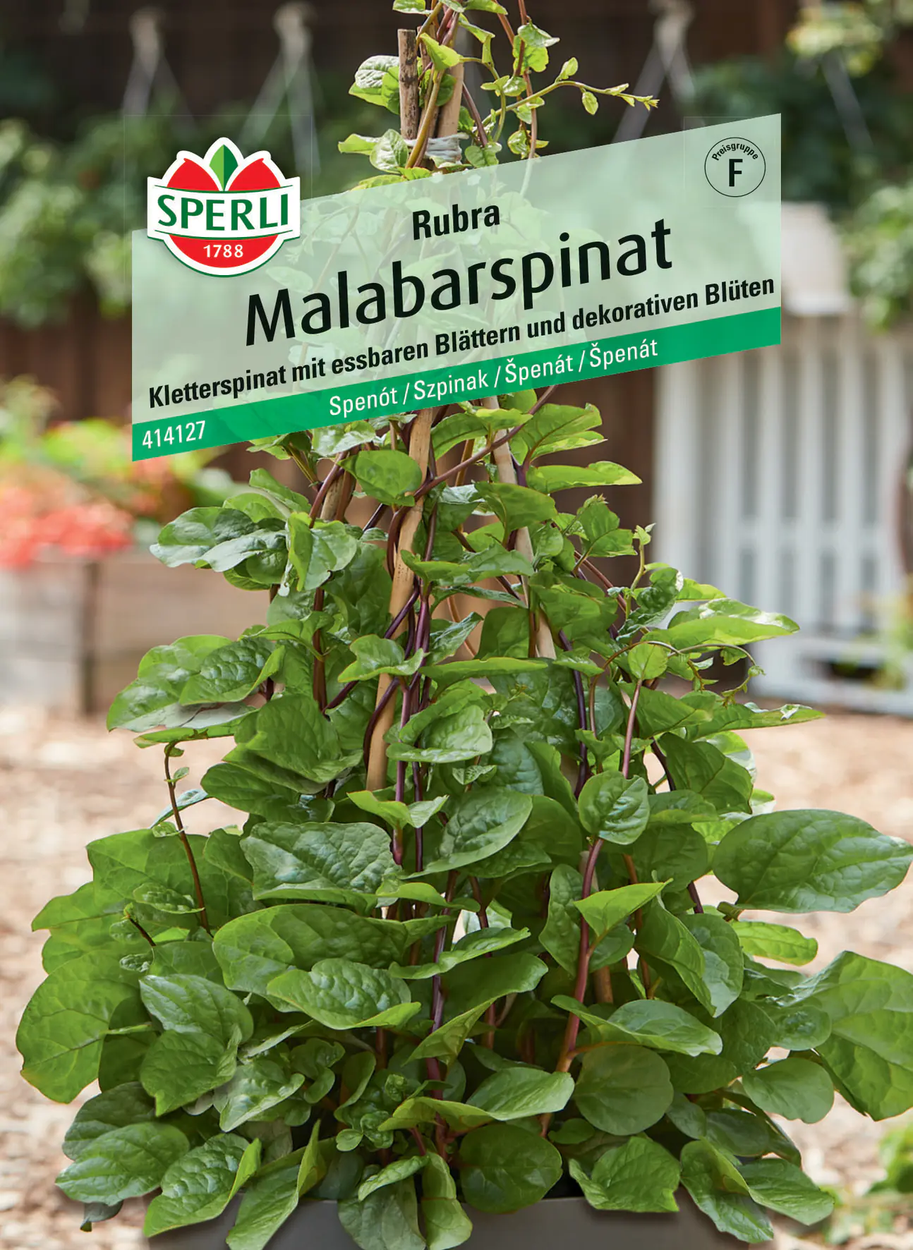 Sperli Malabarspinat Rubra