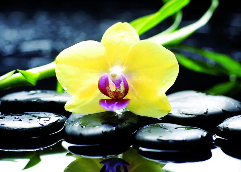 Deco-Canvas Bild - Yellow Beauty 50 x 70 cm