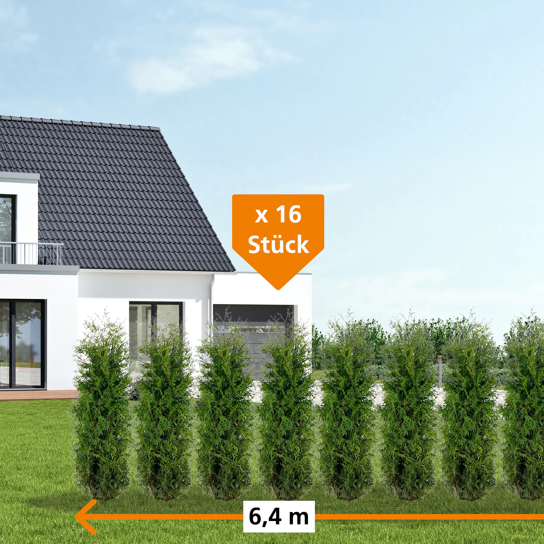 Lebensbaum Thuja occ. Brabant H 140 - 160 cm, 16 Stück Lebensbaum Thuja occ. Brabant H 140 - 160 cm, 16 Stück