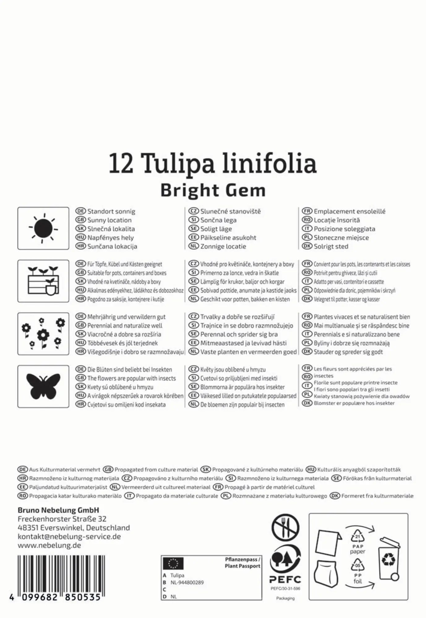 Kiepenkerl Herbstblumenzwiebel Wildtulpe Bright Gem 12 Stück