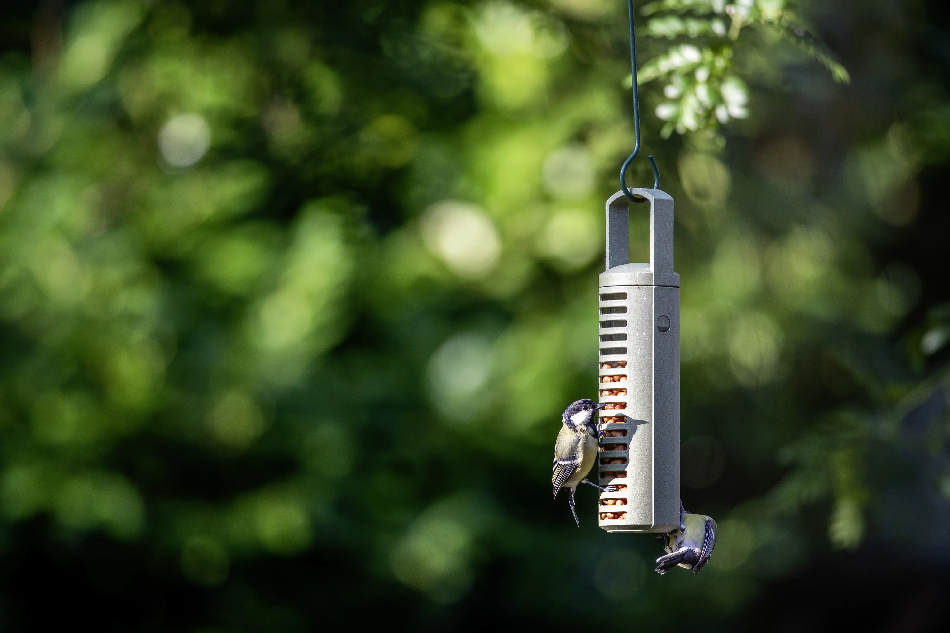 CJ Wildbird Erdnusssäule für Wildvögel