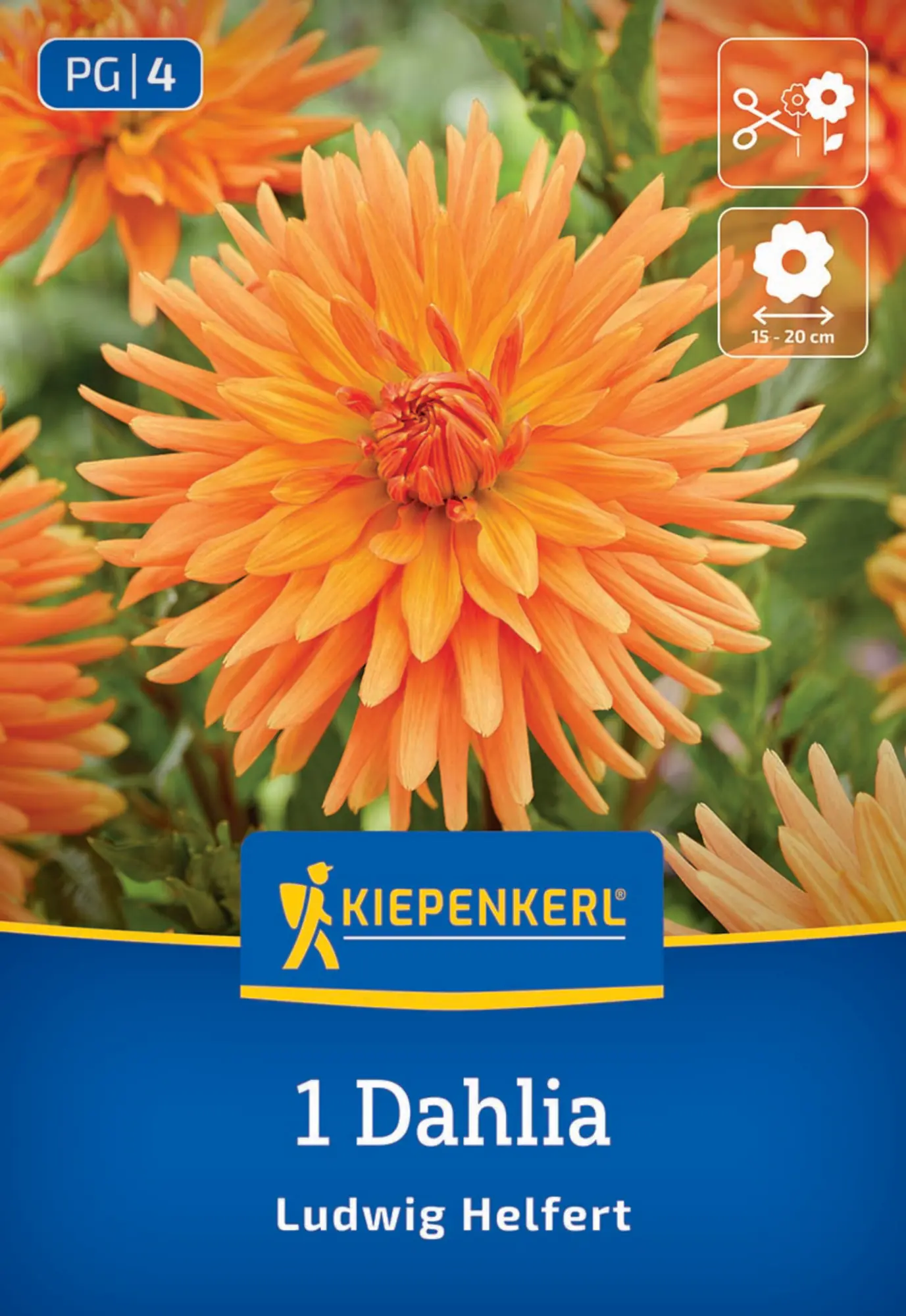Kiepenkerl Frühjahrsblumenzwiebel Kaktus-Dahlie Ludwig Helfert 1 Stück