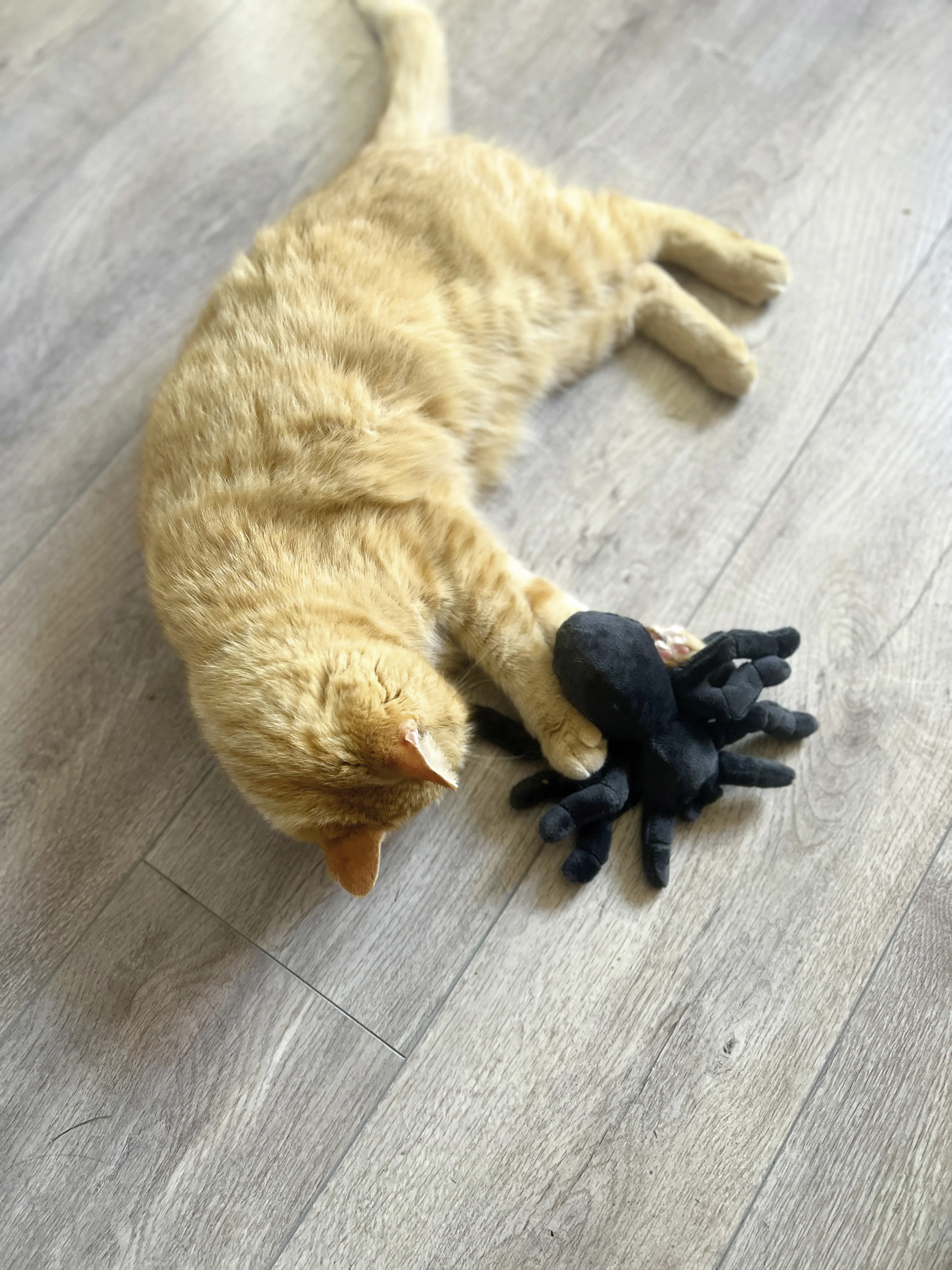 Aumüller Katzenspielzeug Tarantel Spooky schwarz mit Füllung 16 x 14 x 4 cm