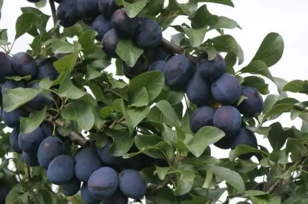 Zwetschgenbaum Wangenheimer Frühzwetsche 7,5 L Container 7,5 L Container