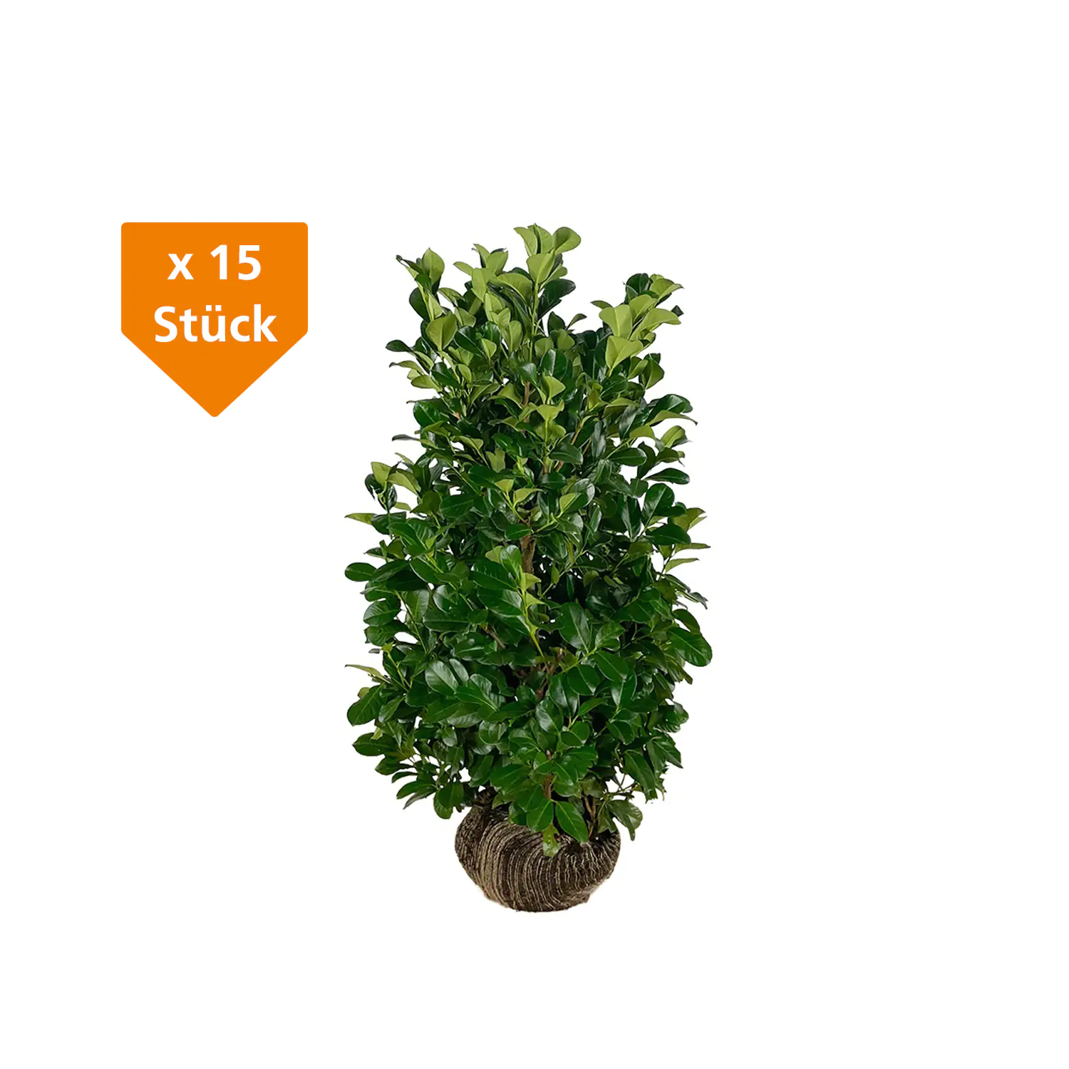 Kirschlorbeer Etna Prunus laur. Etna H 120 - 140 cm, 15 Stück