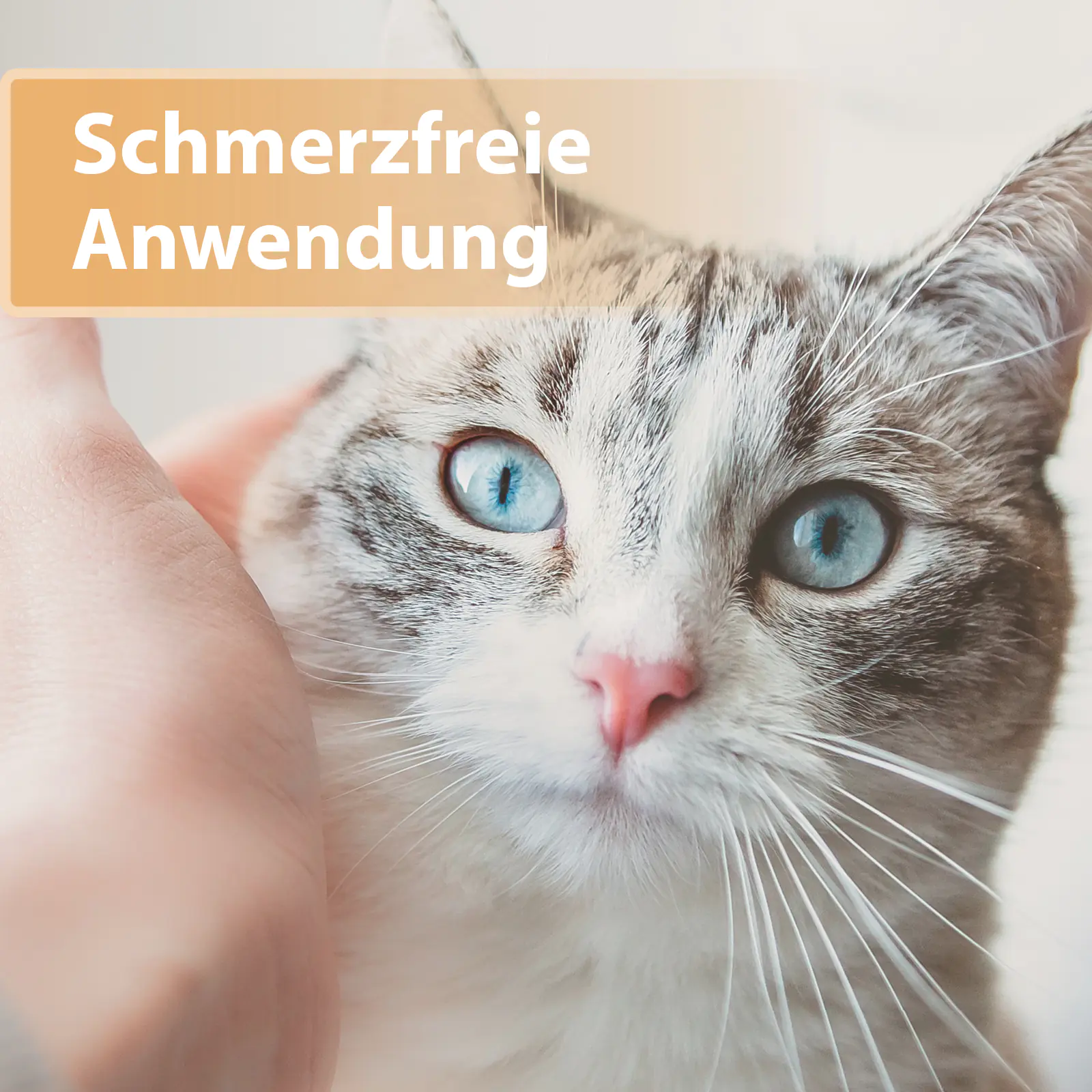 Felisept Wundgel für Katzen 20 ml Felisept Wundgel für Katzen 20 ml