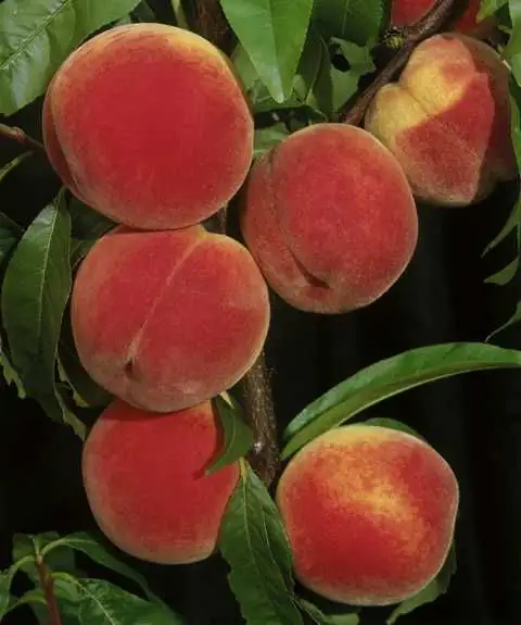 Pfirsichbaum Dixired 7,5 L Container