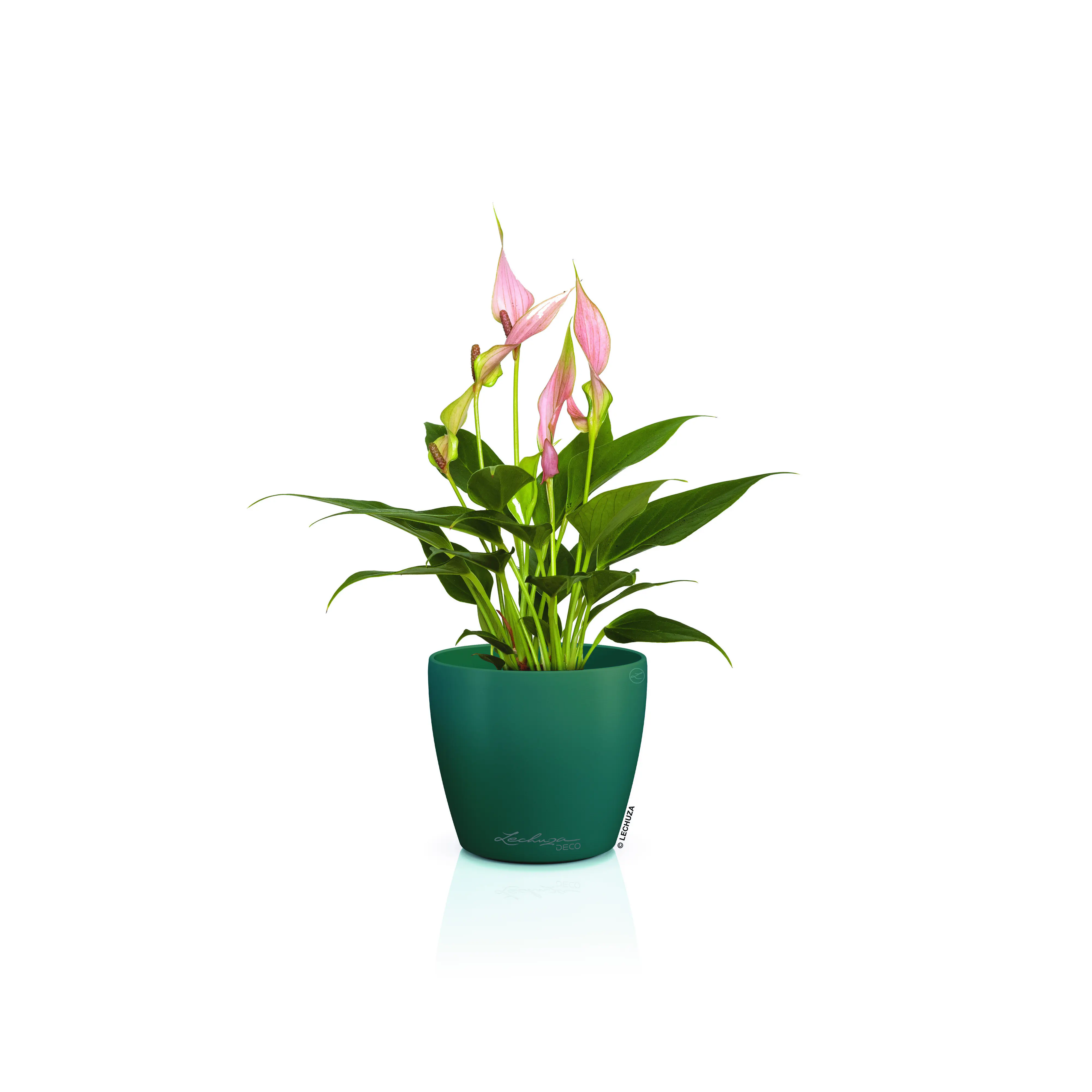 Lechuza Pflanztopf Deco 10 Ø 11,1 x 10 cm pinie