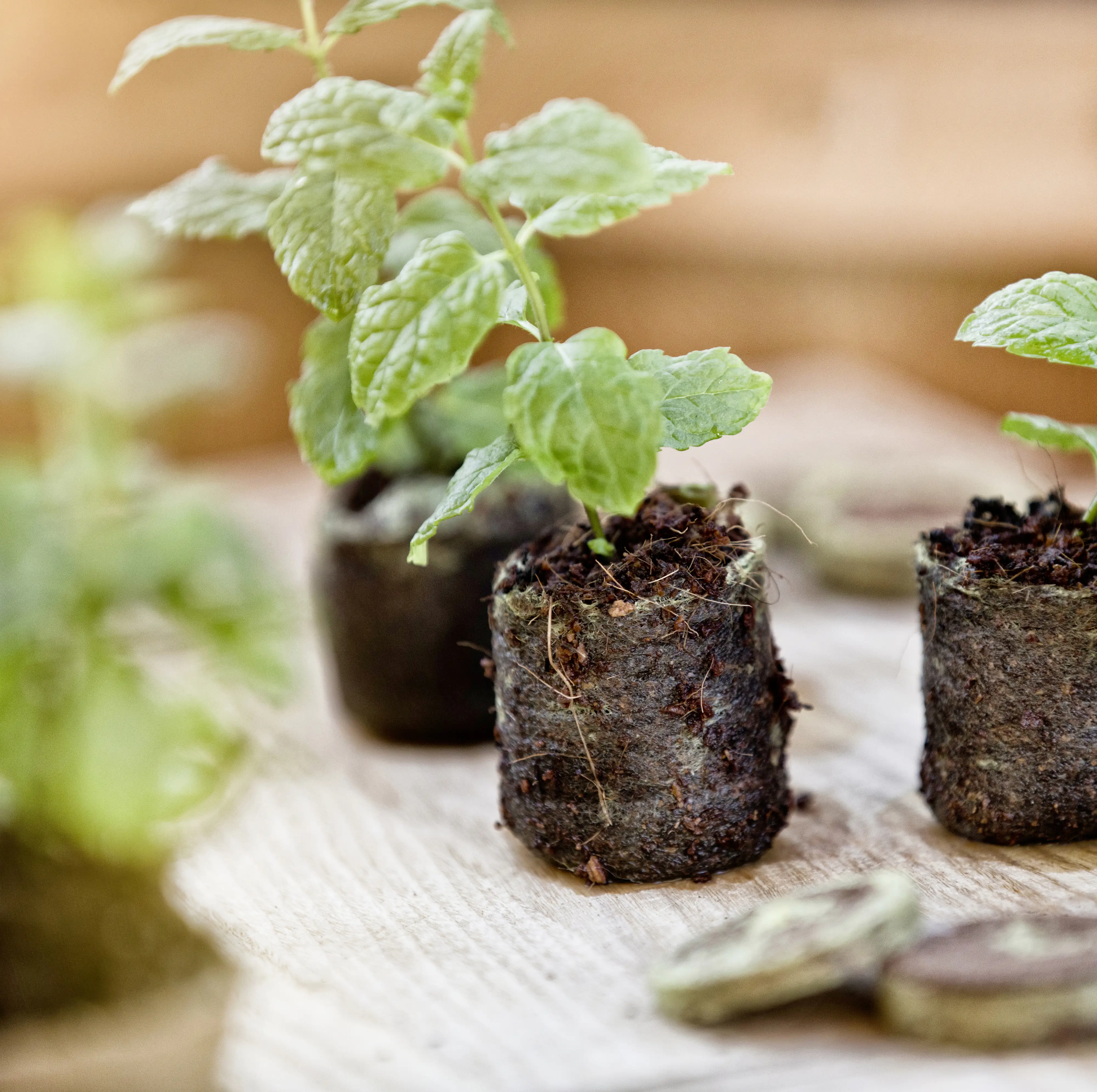 Windhager Kokosquelltabs 3,5 cm, 50 Stück Windhager Kokosquelltabs 3,5 cm, 50 Stück