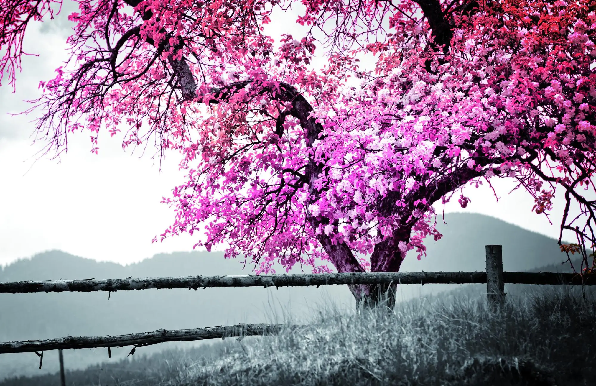 Deco-Panel Bild - Rosa Baum 90 x 58 cm