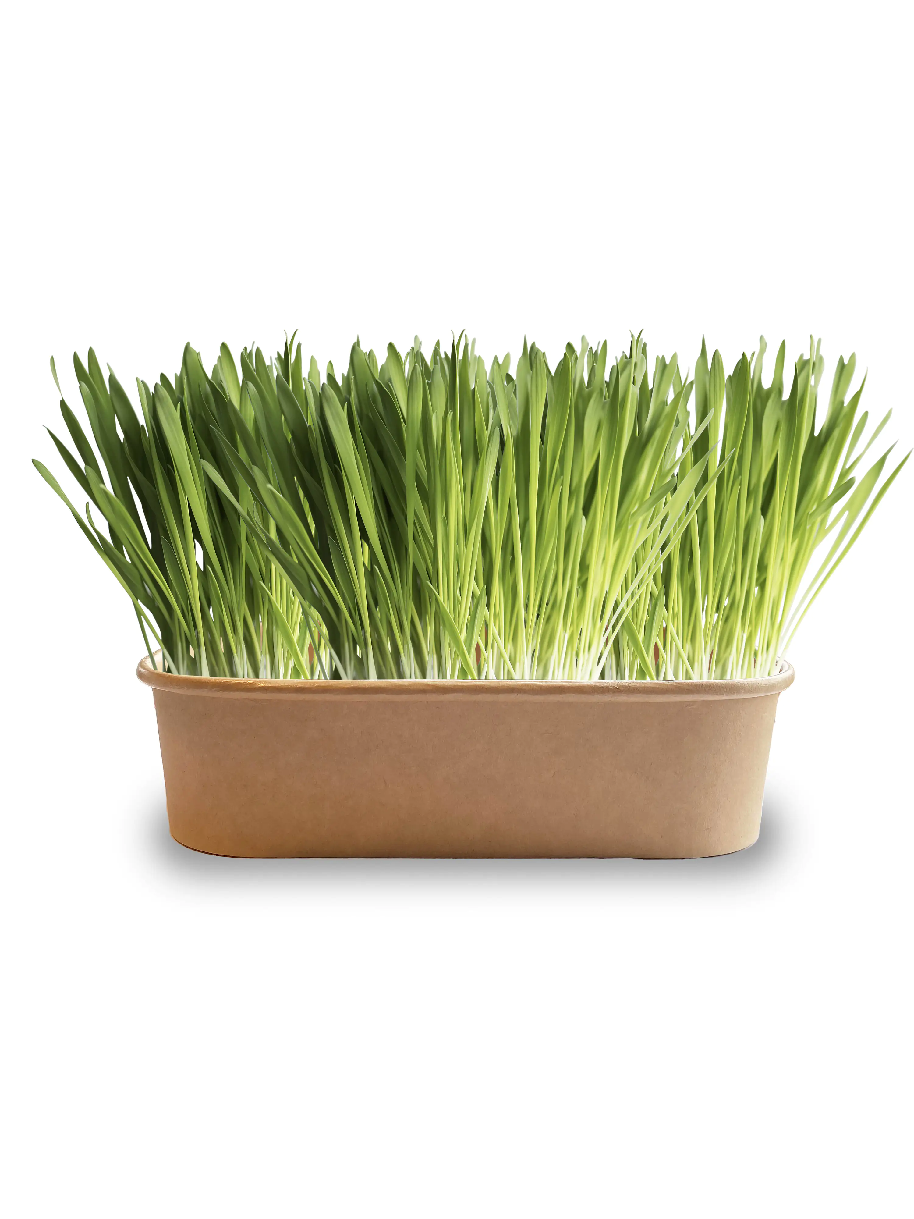 Baza Seeds Pet Buffet Gras Rich & Tasty für Katzen