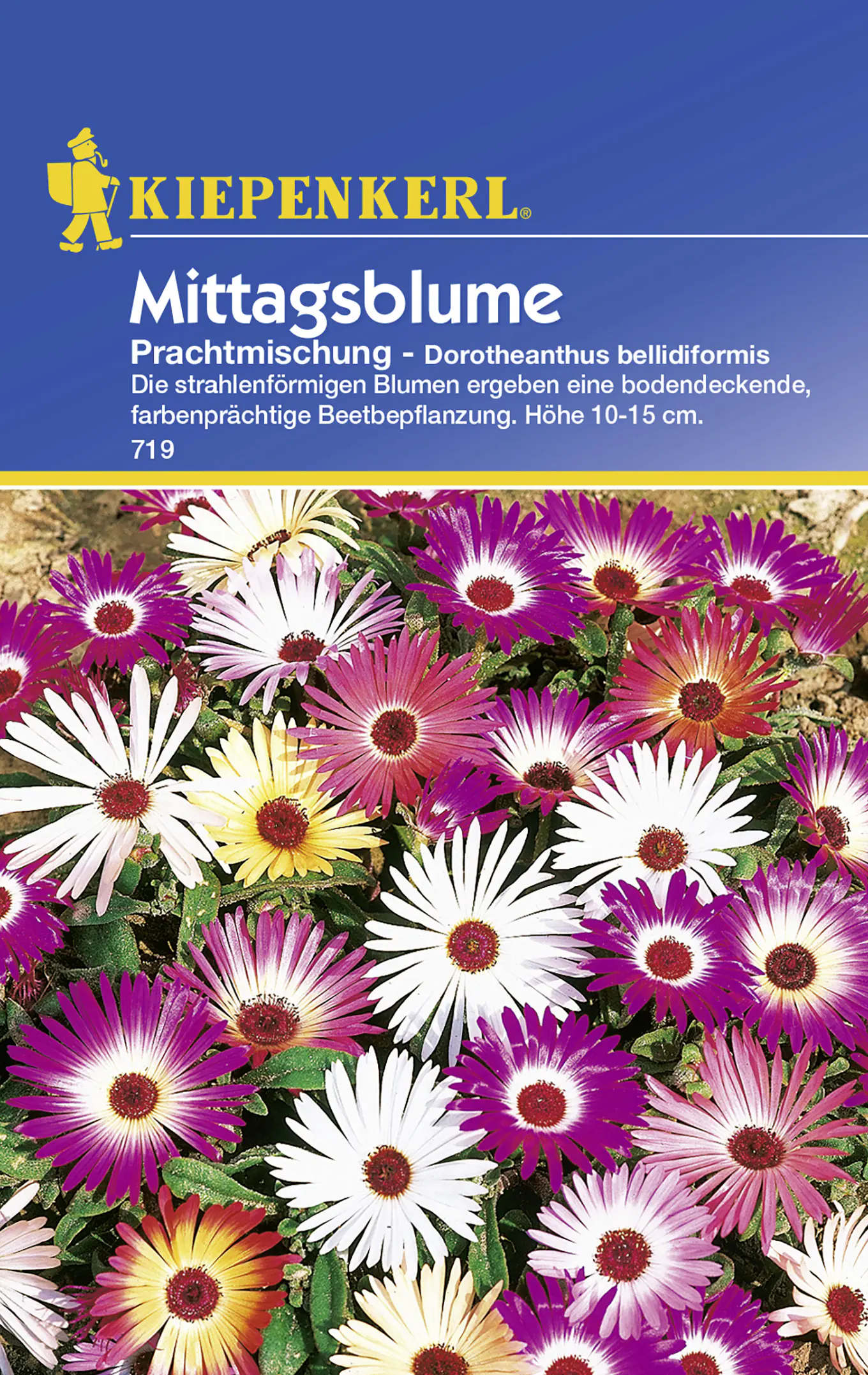 Kiepenkerl Mittagsblume Prachtmischung Dorotheanthus bellidiformis, Inhalt: ca. 75 Pflanzen
