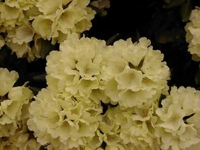 Rhododendron PG II + III Liebhaber gelb 5 l Container