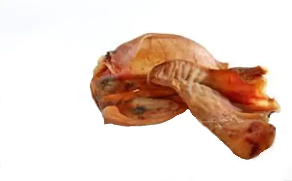 Hundesnacks Schweineohren 10 Stück Hundesnacks Schweineohren 10 Stück