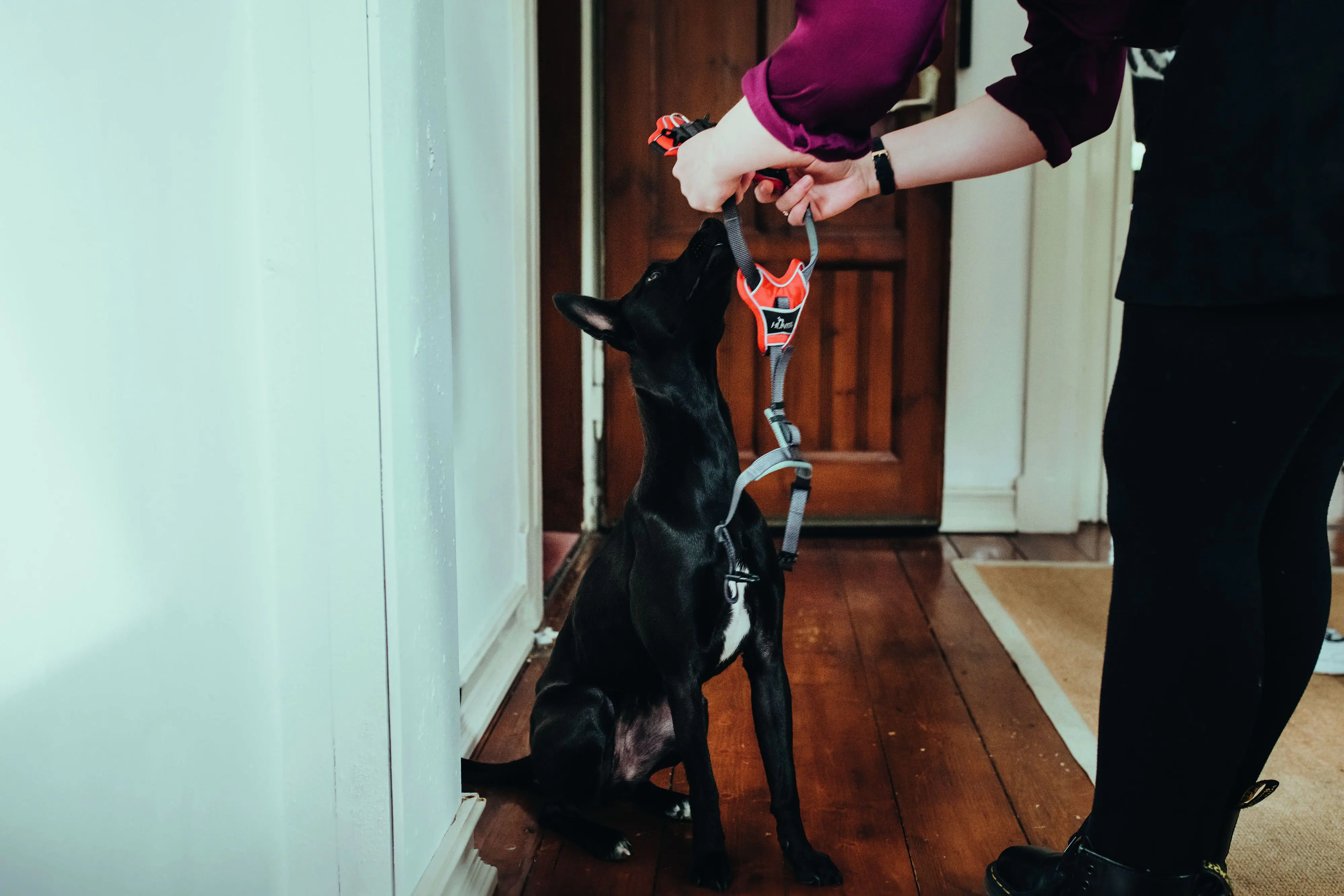 Hunter Hundegeschirr Divo XS rot/grau