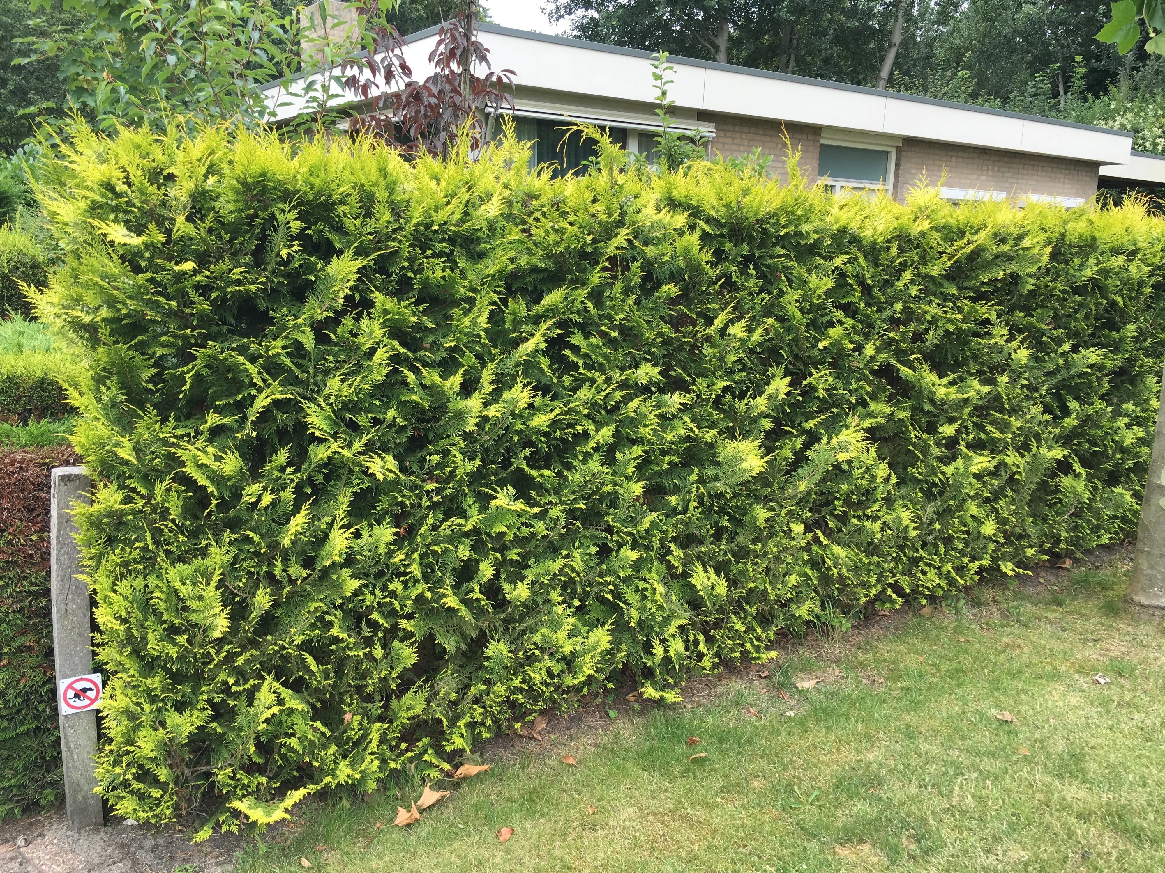 Gelbe Säulenzypresse Cham. law. Ivonne H 120 - 140 cm, 20 Stück Gelbe Säulenzypresse Cham. law. Ivonne H 120 - 140 cm, 20 Stück