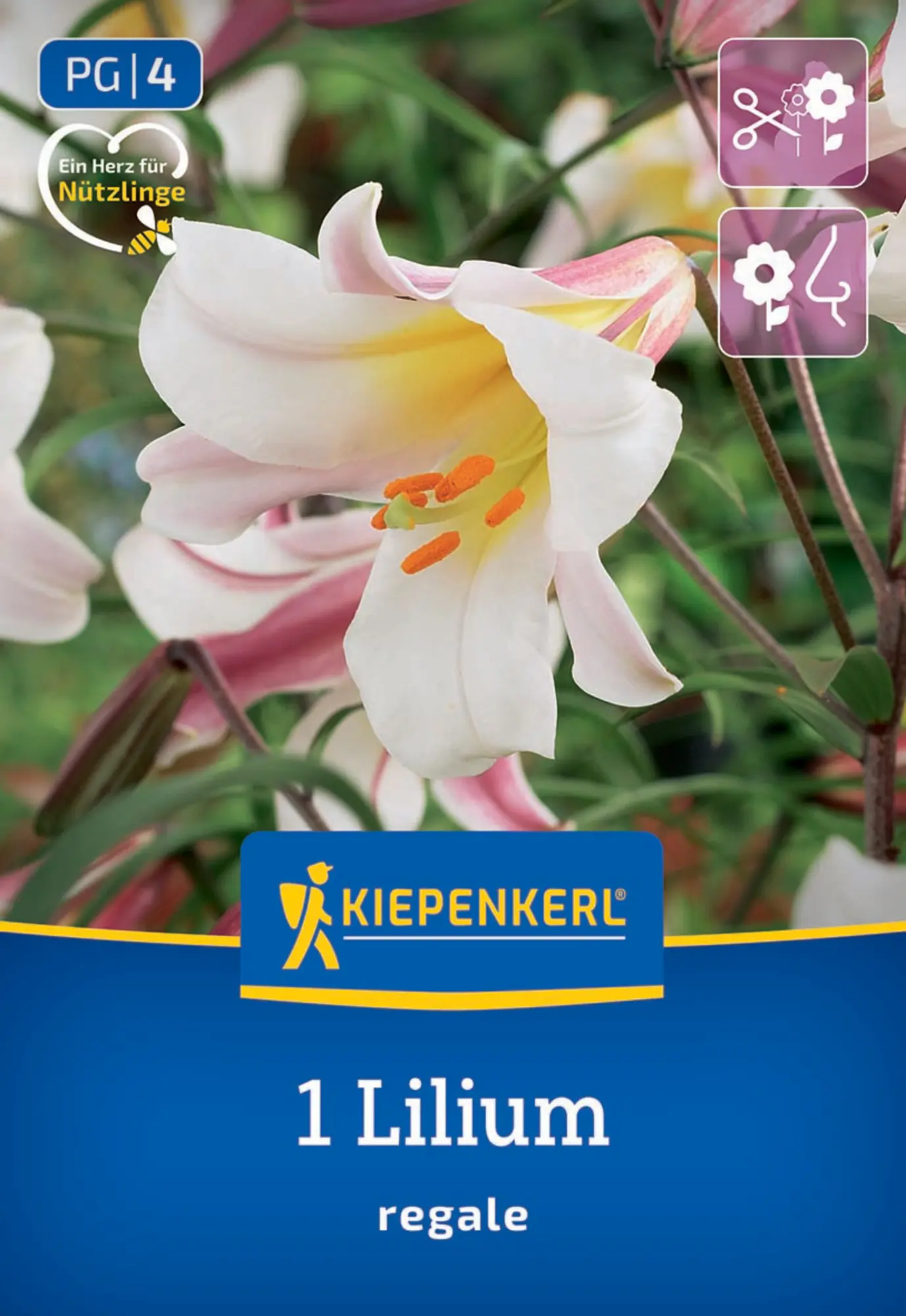 Kiepenkerl Frühjahrsblumenzwiebel Trompeten-Lilie Lilium Regale 1 Stück