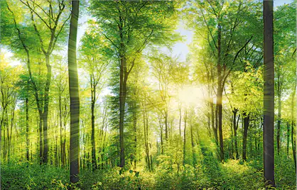 Deco-Canvas Bild - Wald 140 x 90 cm