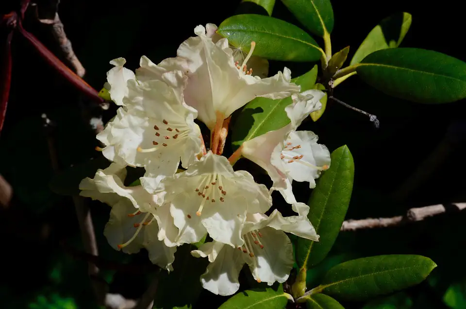 Rhododendron INKARHO ® weiß 5 l Container