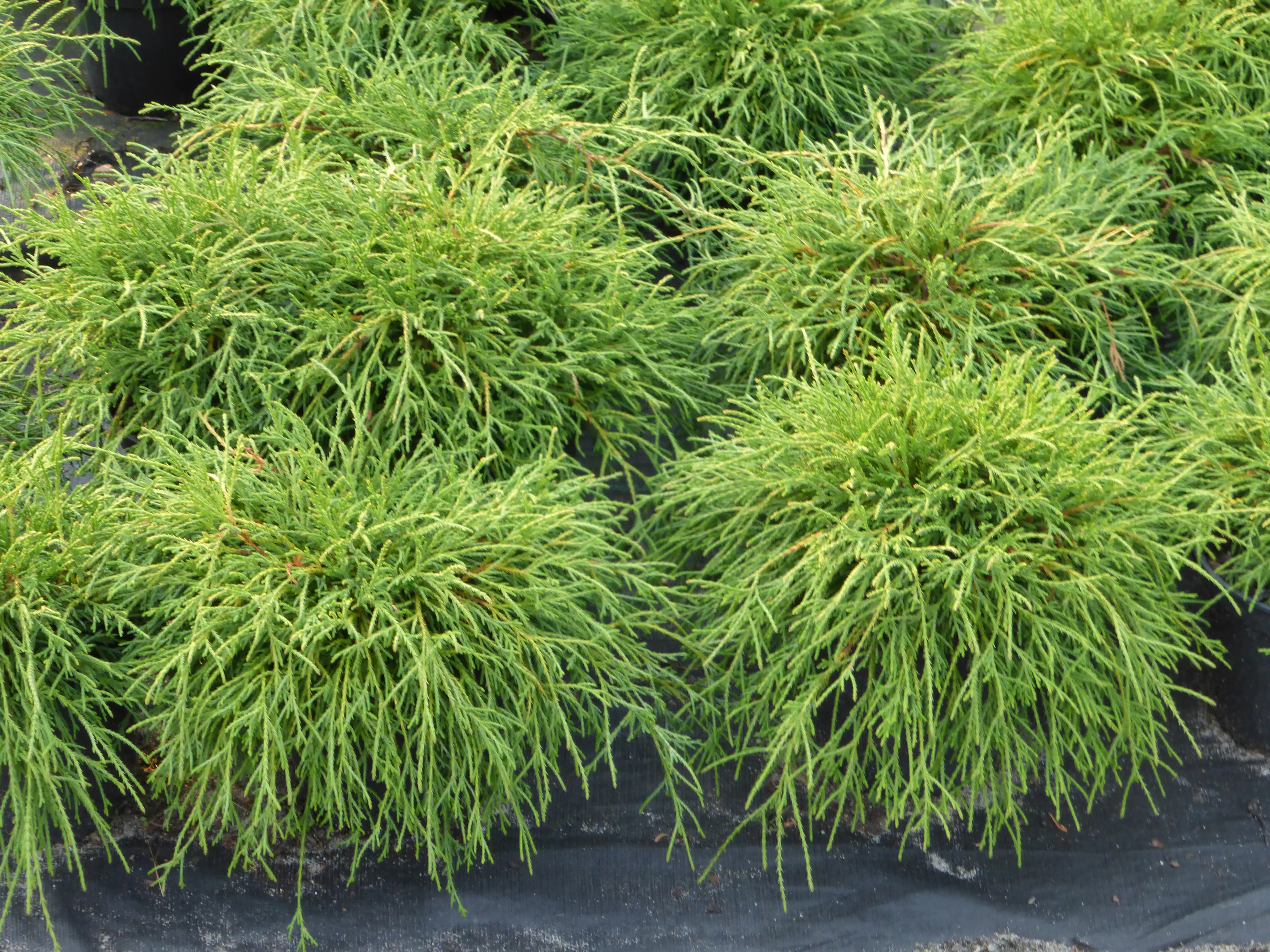 Gelbe Zwergfadenzypresse 15-20 cm 2 L Container