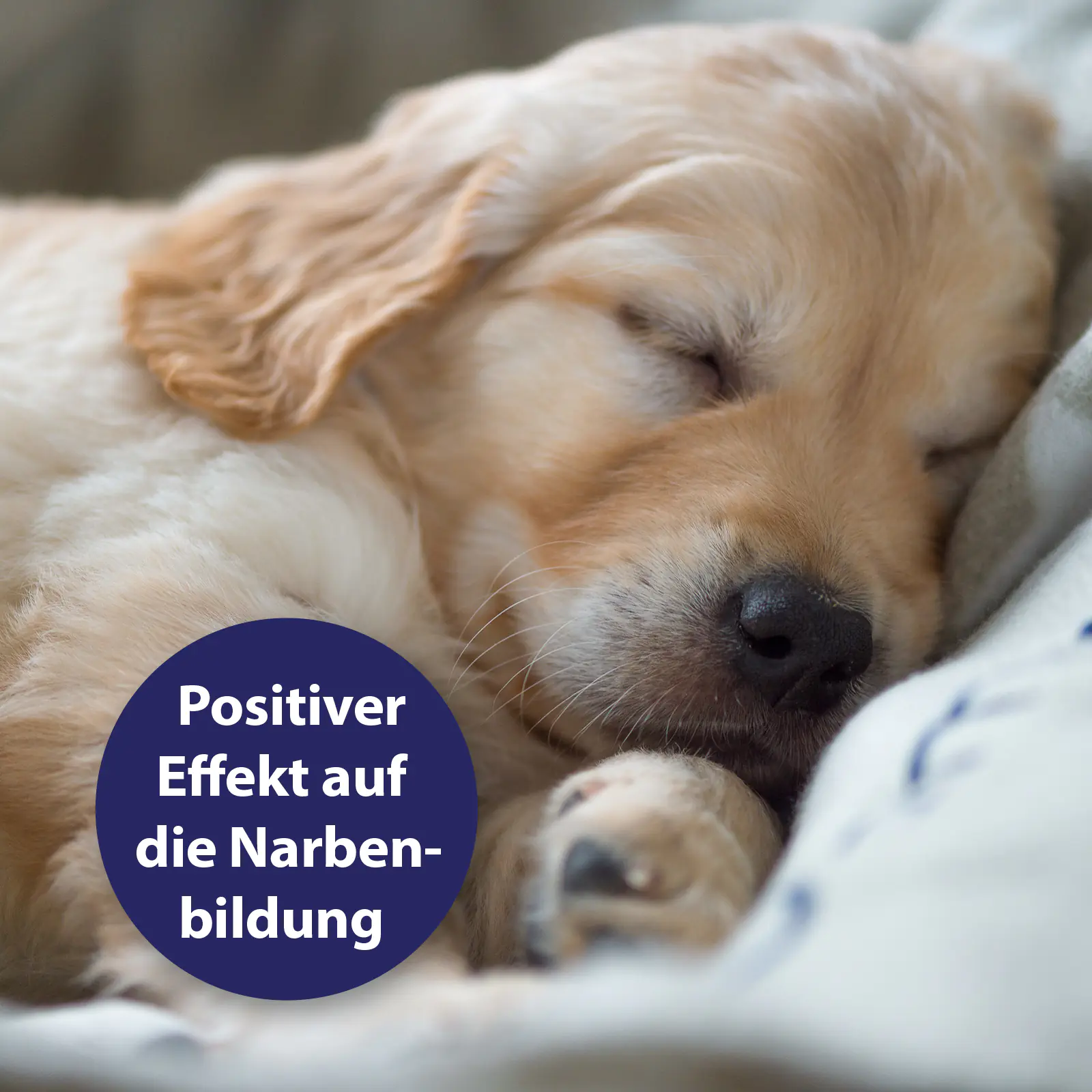 Canosept Wundgel für Hunde 20 ml Canosept Wundgel für Hunde 20 ml