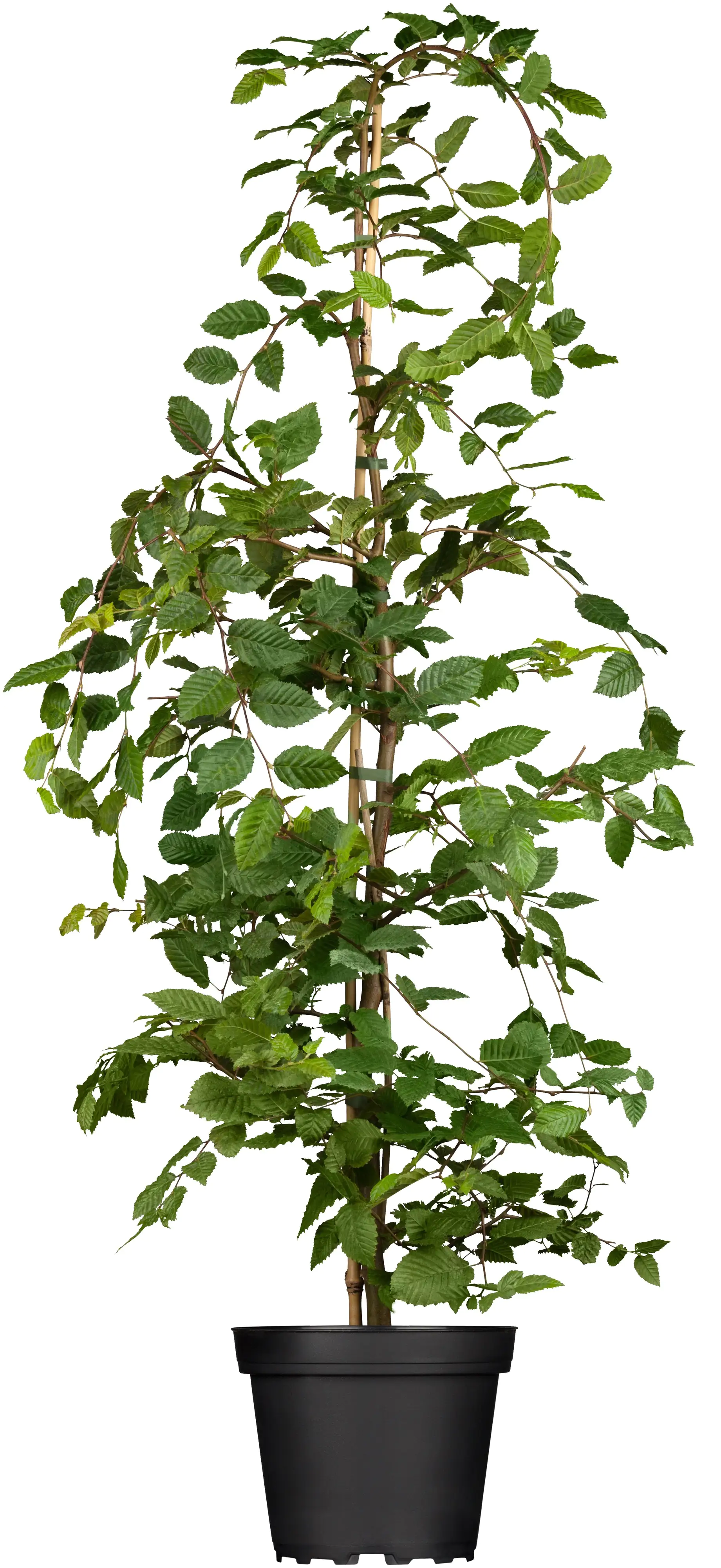 Hainbuche Carpinus betulus H 175 - 200 cm, 40 Stück