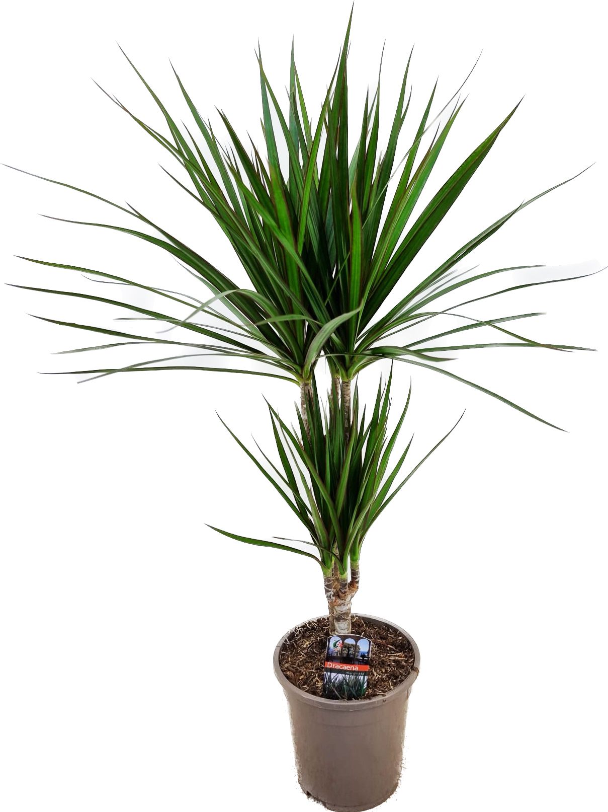 Drachenbaum Dracaena marginata Green H 30/10, Topf 17 cm