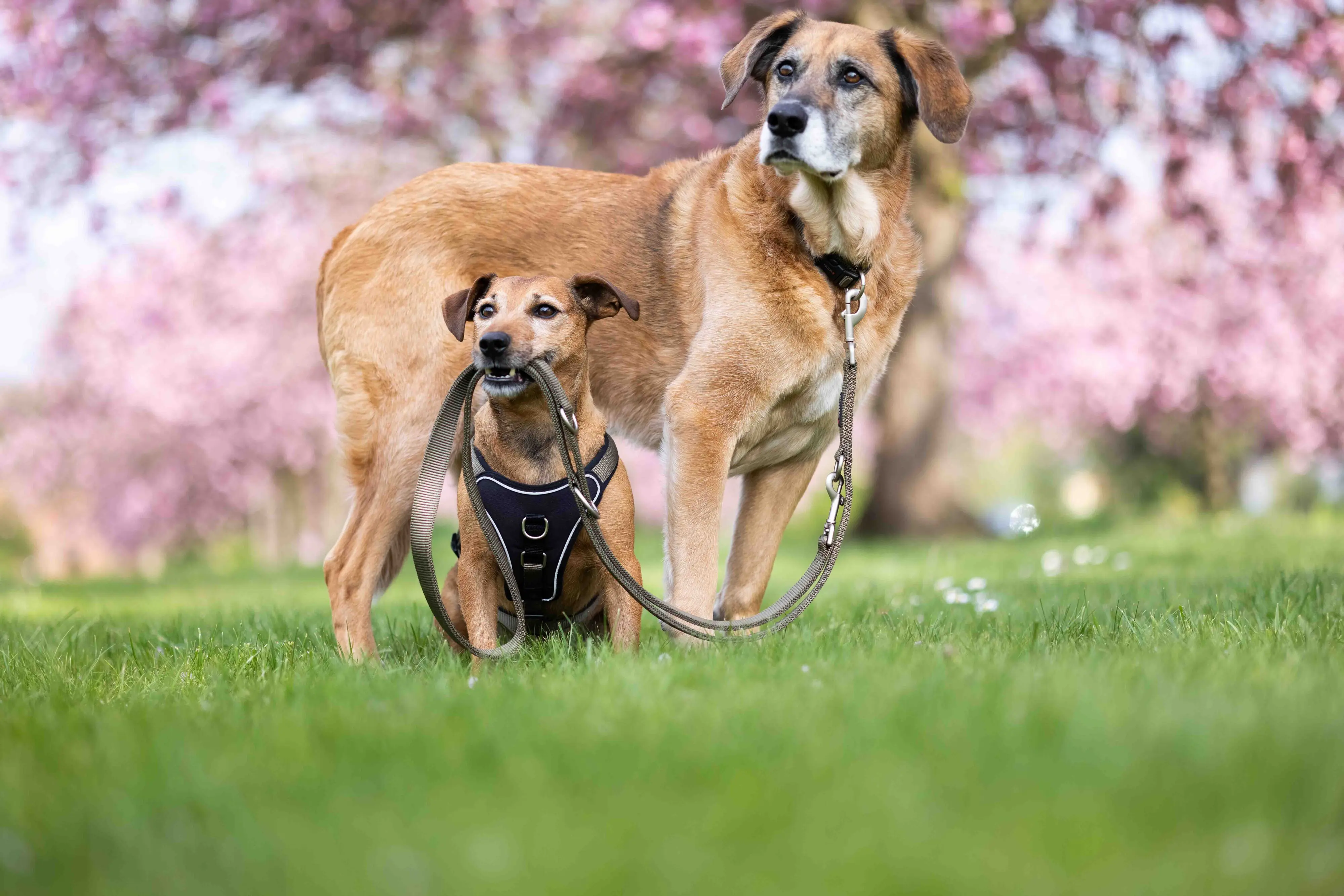 Wolters Hundegeschirr Professional Comfort olive/schwarz