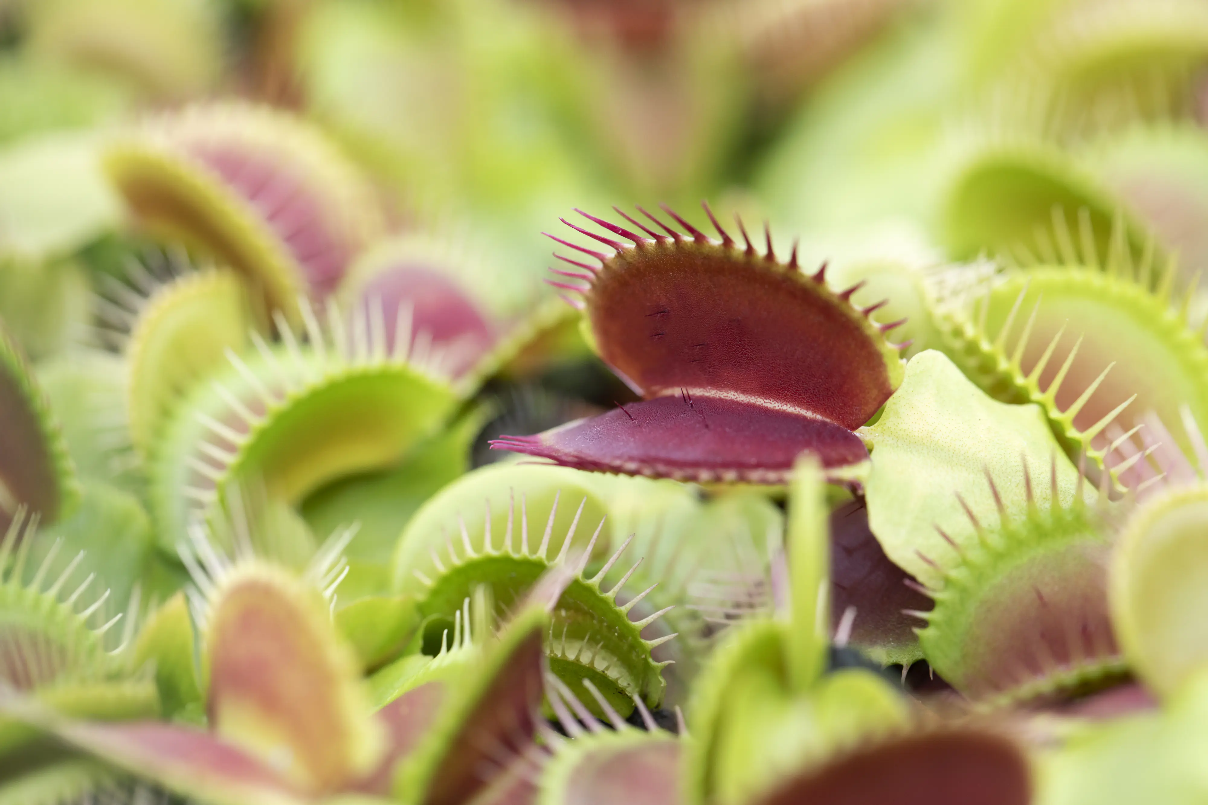 Fleischfressende Pflanzen Venusfliegenfalle H 18 cm 5,5 cm Topf Fleischfressende Pflanzen Venusfliegenfalle H 18 cm 5,5 cm Topf