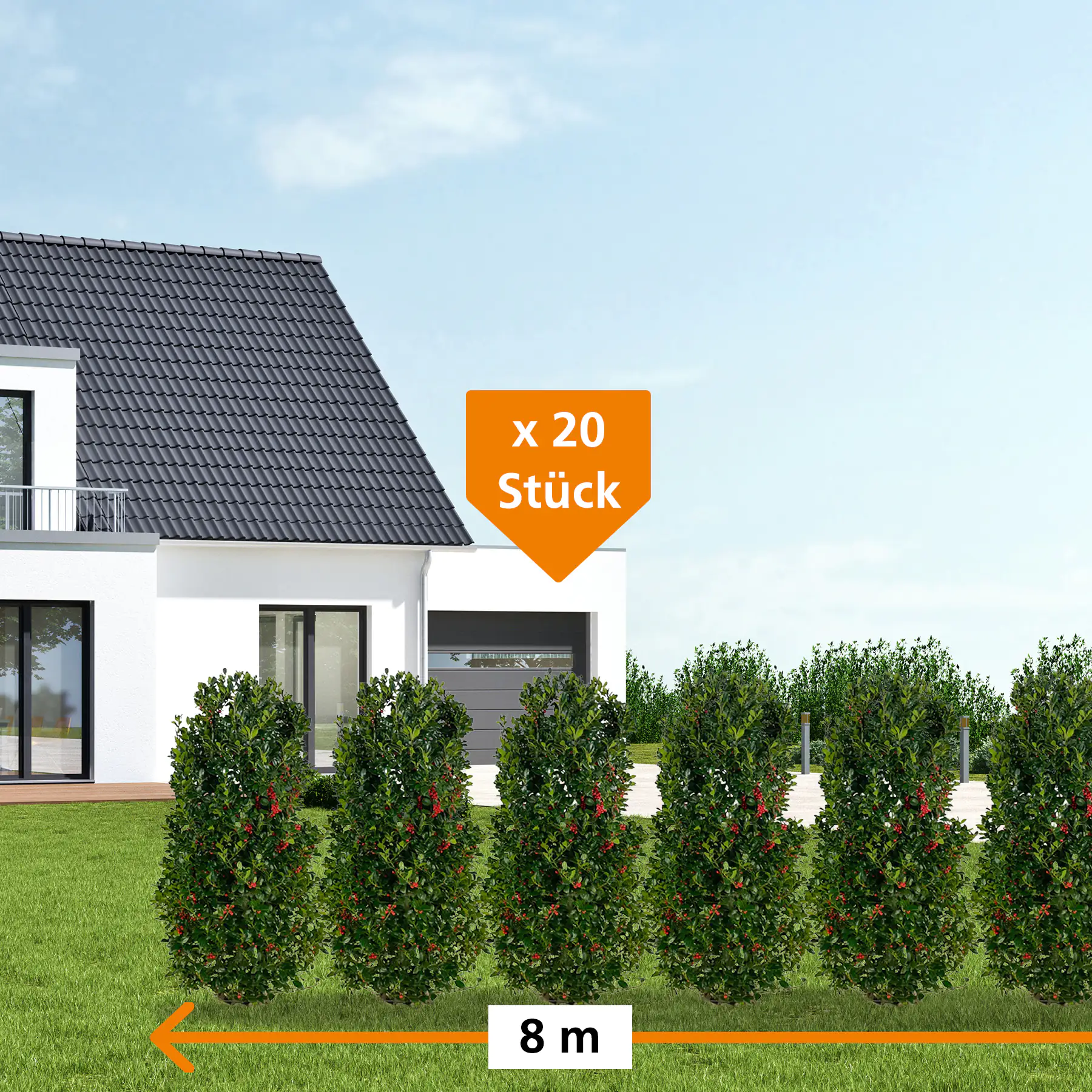 Stechpalme Ilex merservae Heckenfee H 120 - 140 cm, 20 Stück Stechpalme Ilex merservae Heckenfee H 120 - 140 cm, 20 Stück
