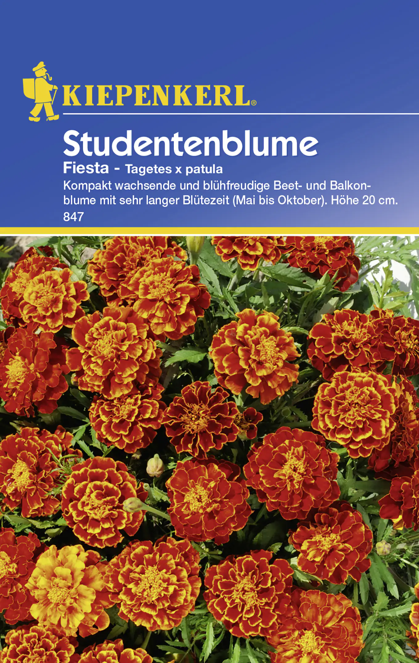 Kiepenkerl Studentenblume Fiesta Tagetes patula, Inhalt: ca. 40 Pflanzen