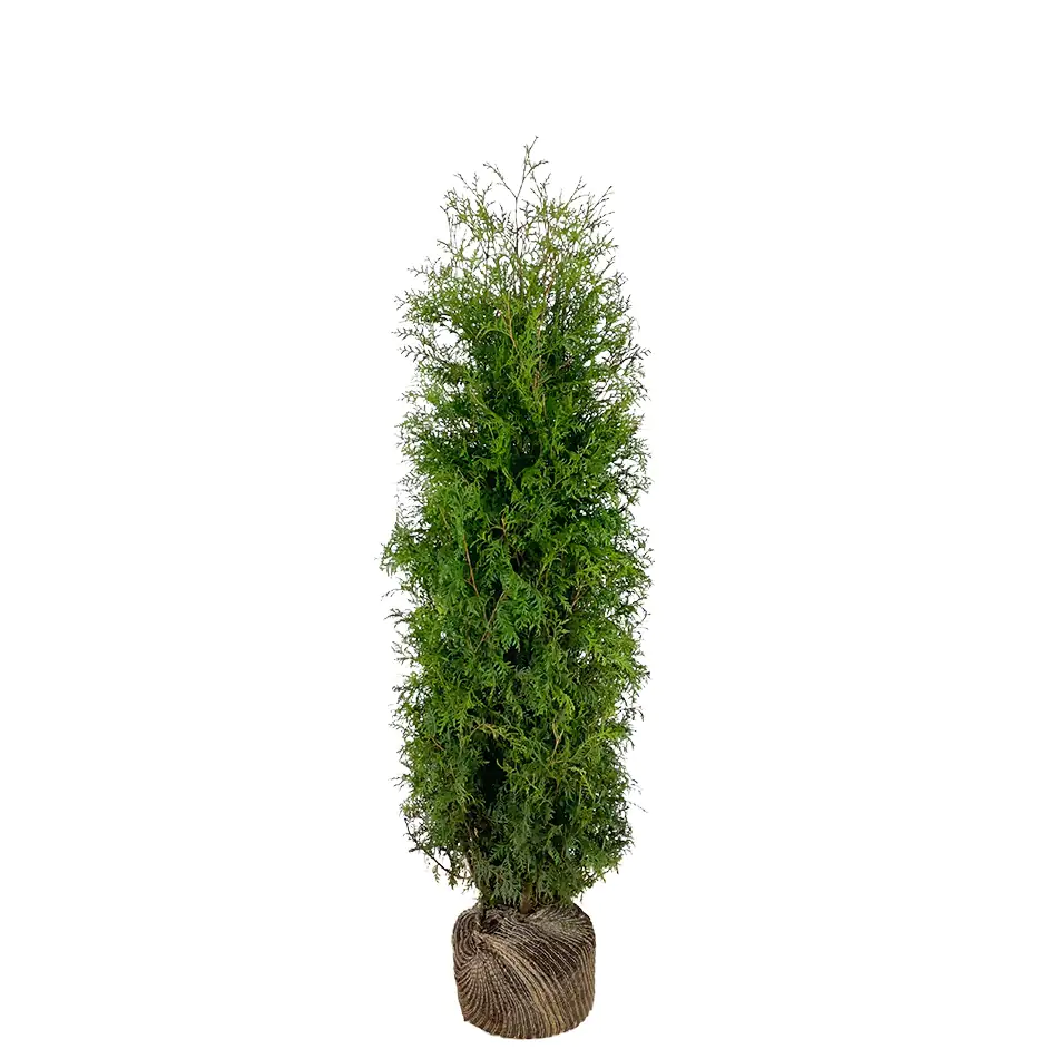 Lebensbaum Thuja occ. Brabant H 100 - 120 cm, 25 Stück