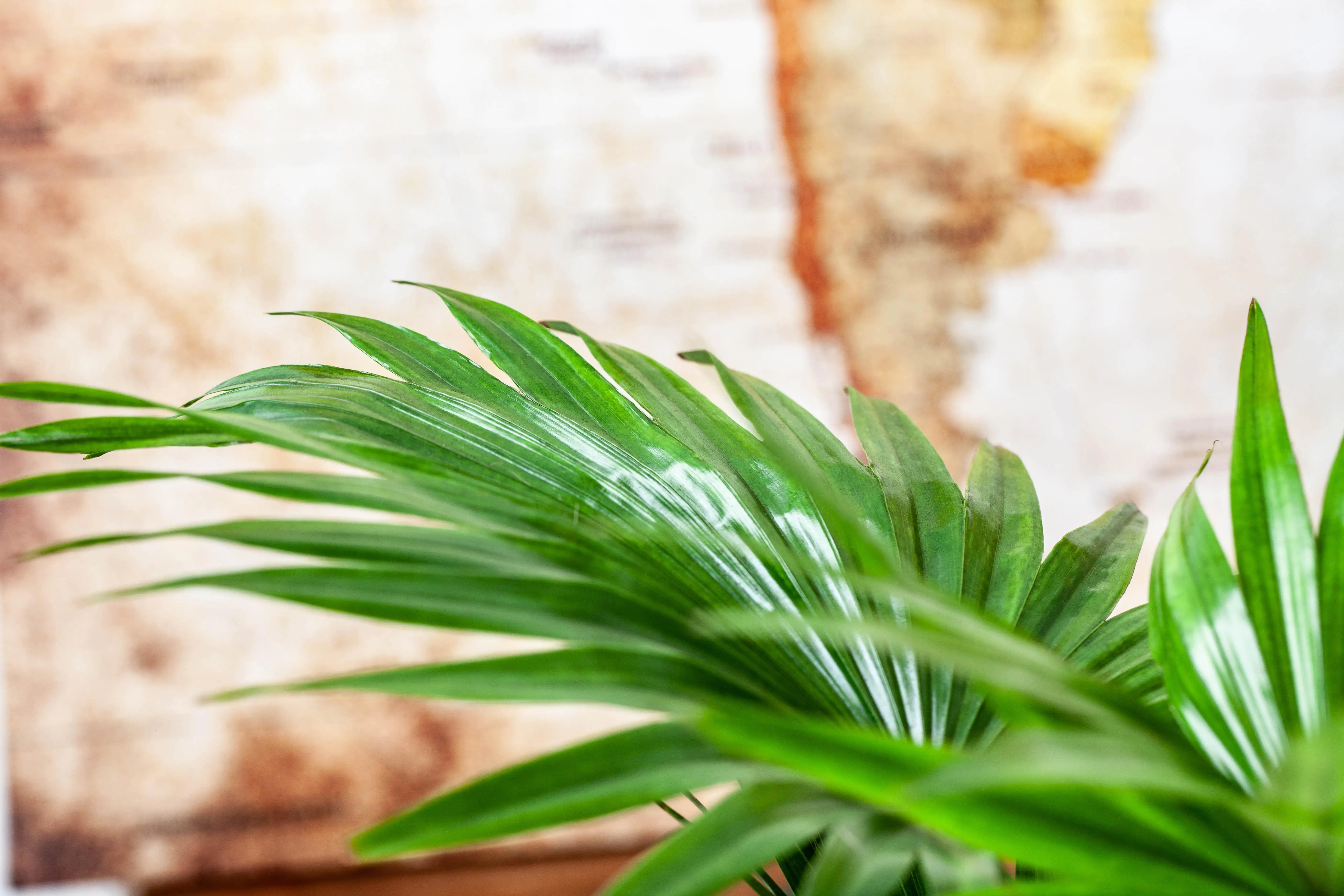 Rundblättrige Schirmpalme Livistonie Rotundifolia H ca. 35 cm 12 cm Topf