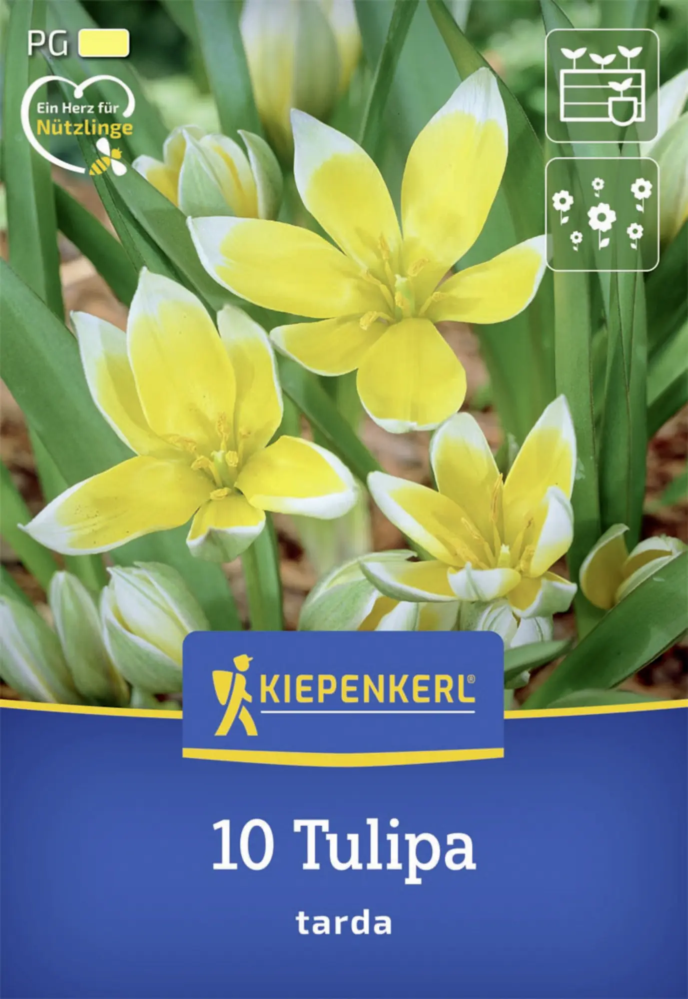 Kiepenkerl Herbstblumenzwiebel Wildtulpe Tulipa tarda 10 Stück
