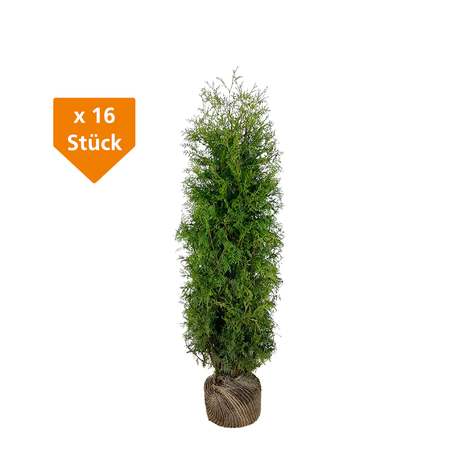 Lebensbaum Thuja occ. Brabant H 140 - 160 cm, 16 Stück Lebensbaum Thuja occ. Brabant H 140 - 160 cm, 16 Stück