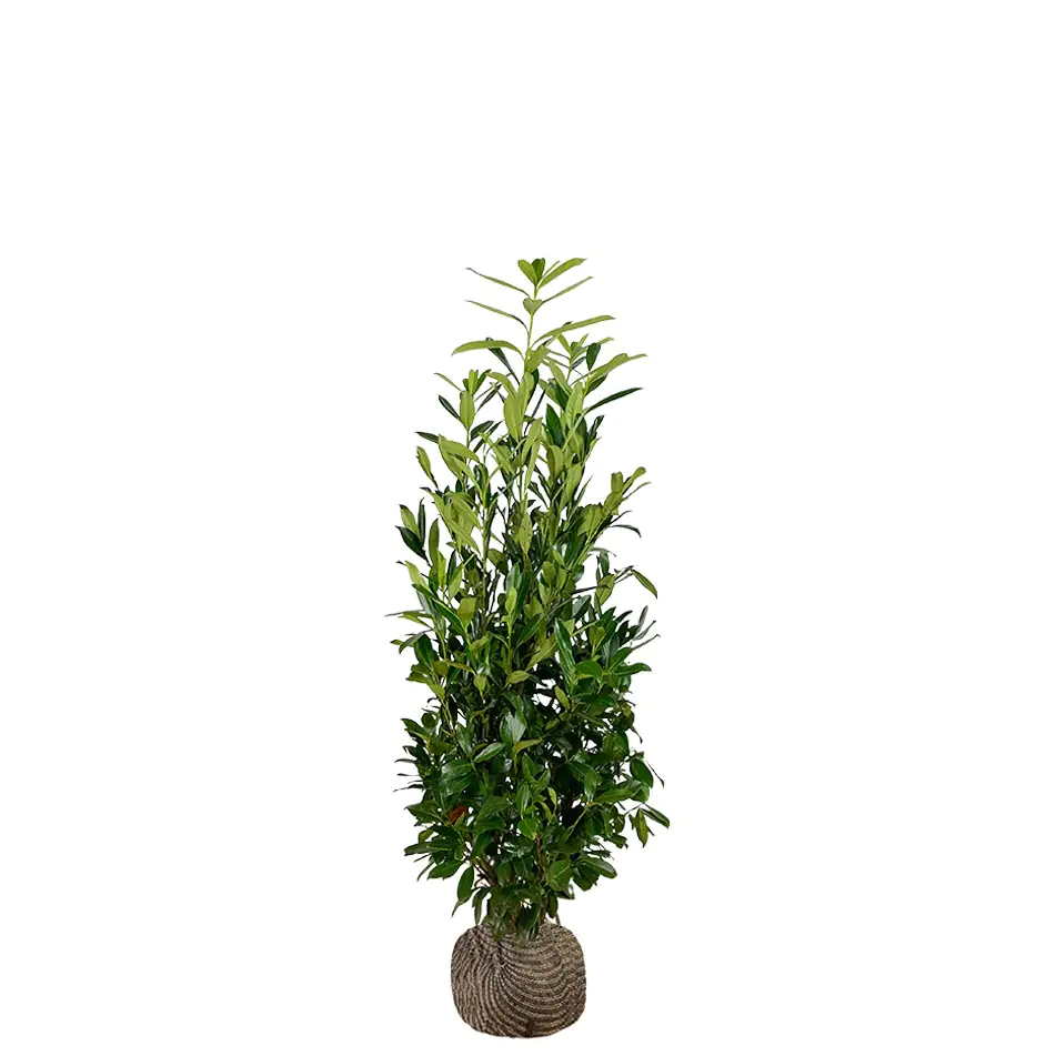 Kirschlorbeer Caucasica Prunus laur. Caucasica H 80 - 100 cm, 25 Stück