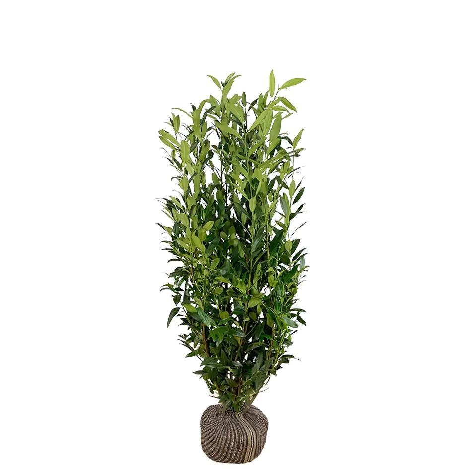 Kirschlorbeer Herbergii Prunus laur. Herbergii H 80 - 100 cm, 25 Stück