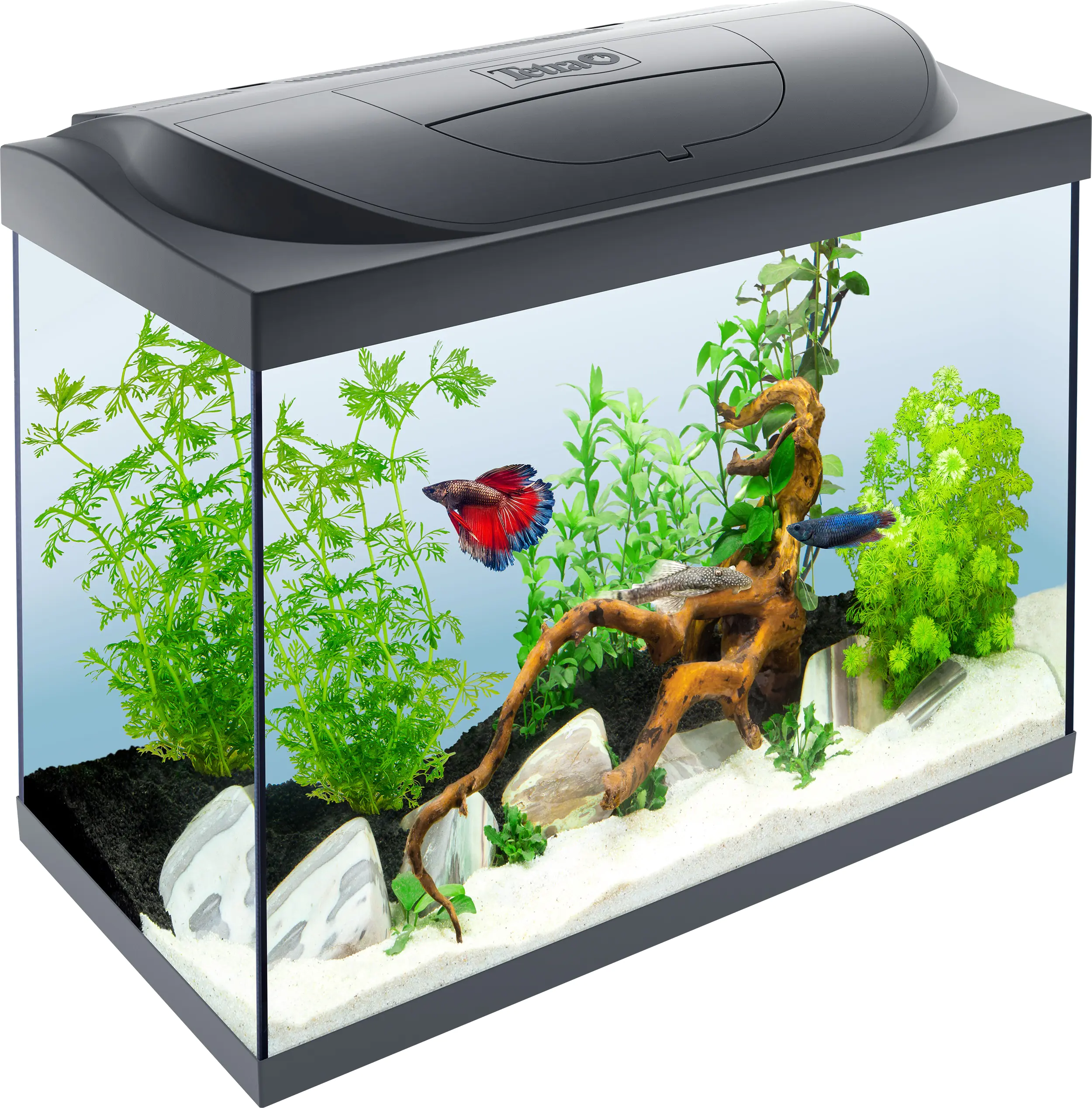 Tetra Aquarium-Komplettset LED Starter Line 80 L schwarz