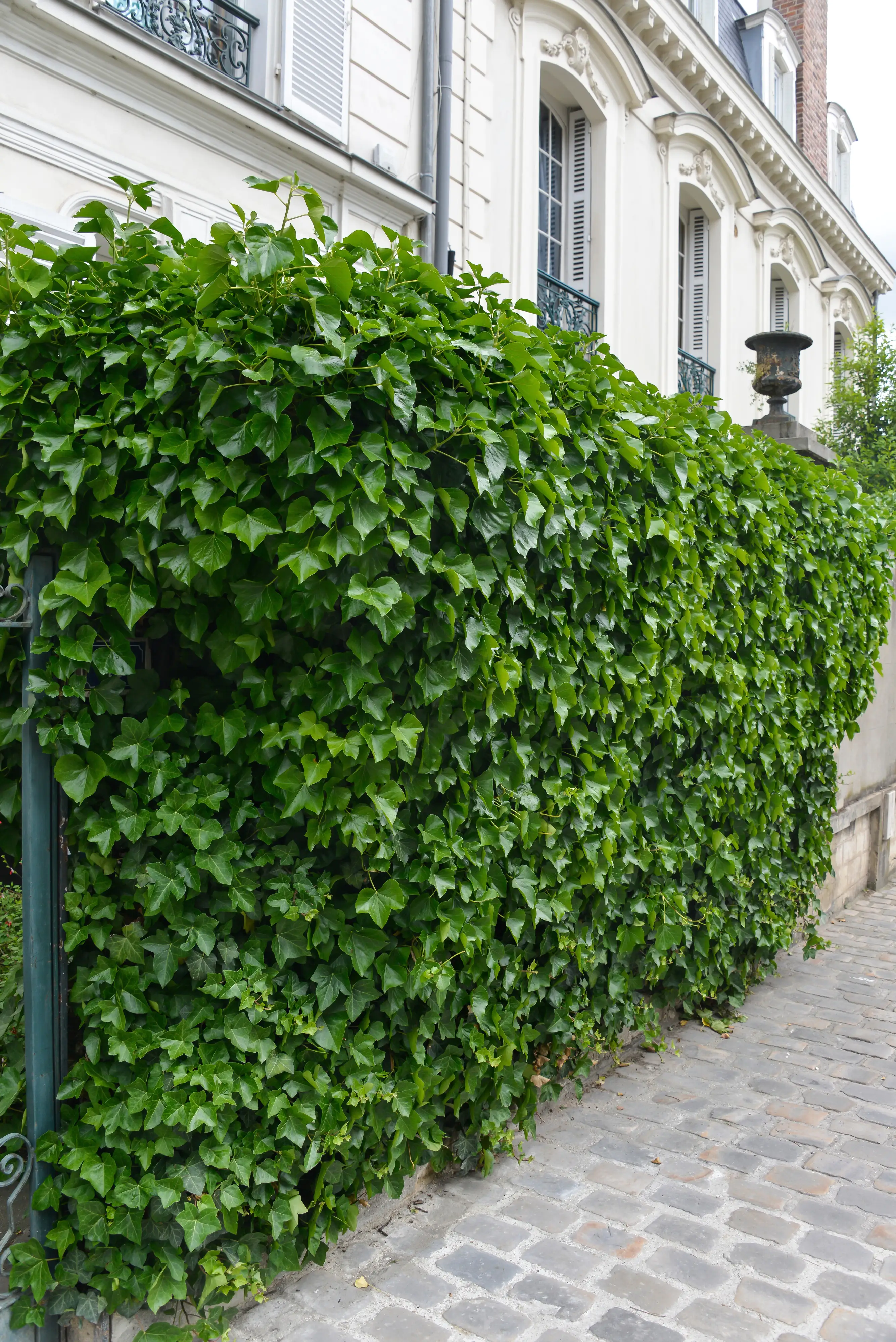 Großblättriger Efeu Hedera helix hibernica H 140 - 160 cm, 75 Stück