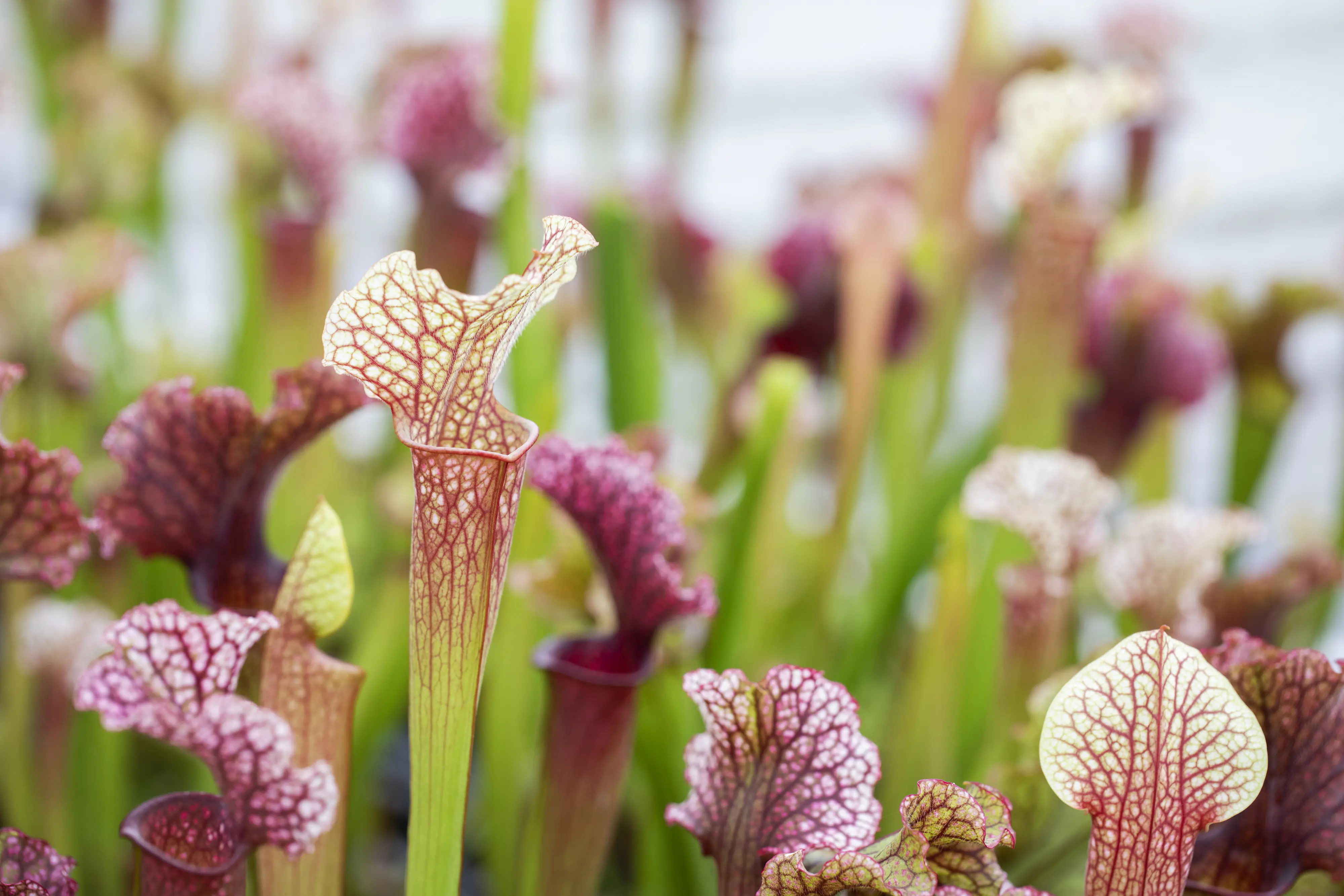 Fleischfressende Pflanzen Schlauchpflanze Mix H 18 cm 6 cm Topf Fleischfressende Pflanzen Schlauchpflanze Mix H 18 cm 6 cm Topf