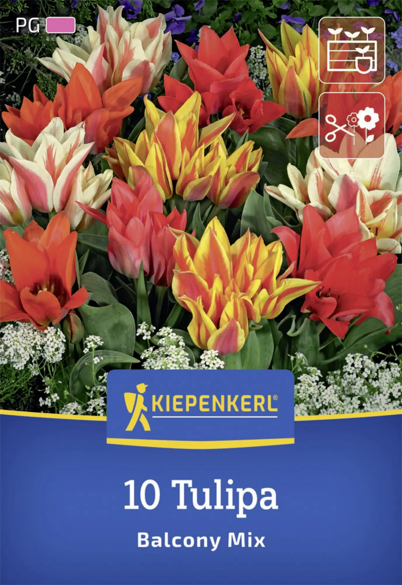 Kiepenkerl Herbstblumenzwiebel Greigii-Tulpe Balkonzauber Mix 10 Stück