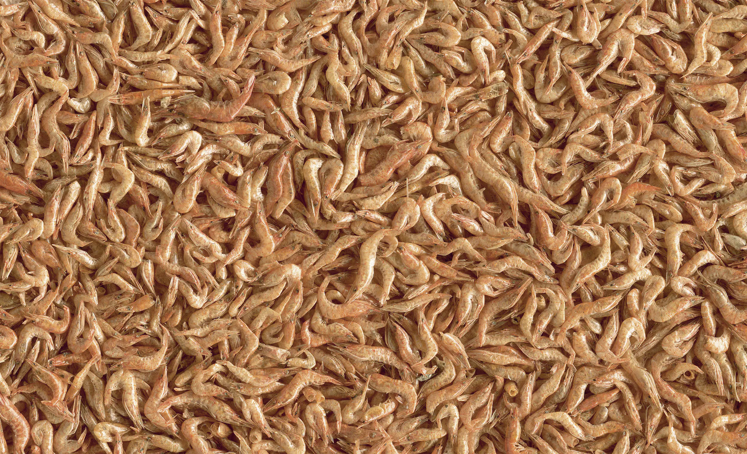 Tetra ReptoDelica Shrimps 250 ml