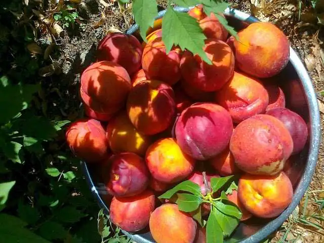 Nektarinenbaum Flavortop 7,5 L Container