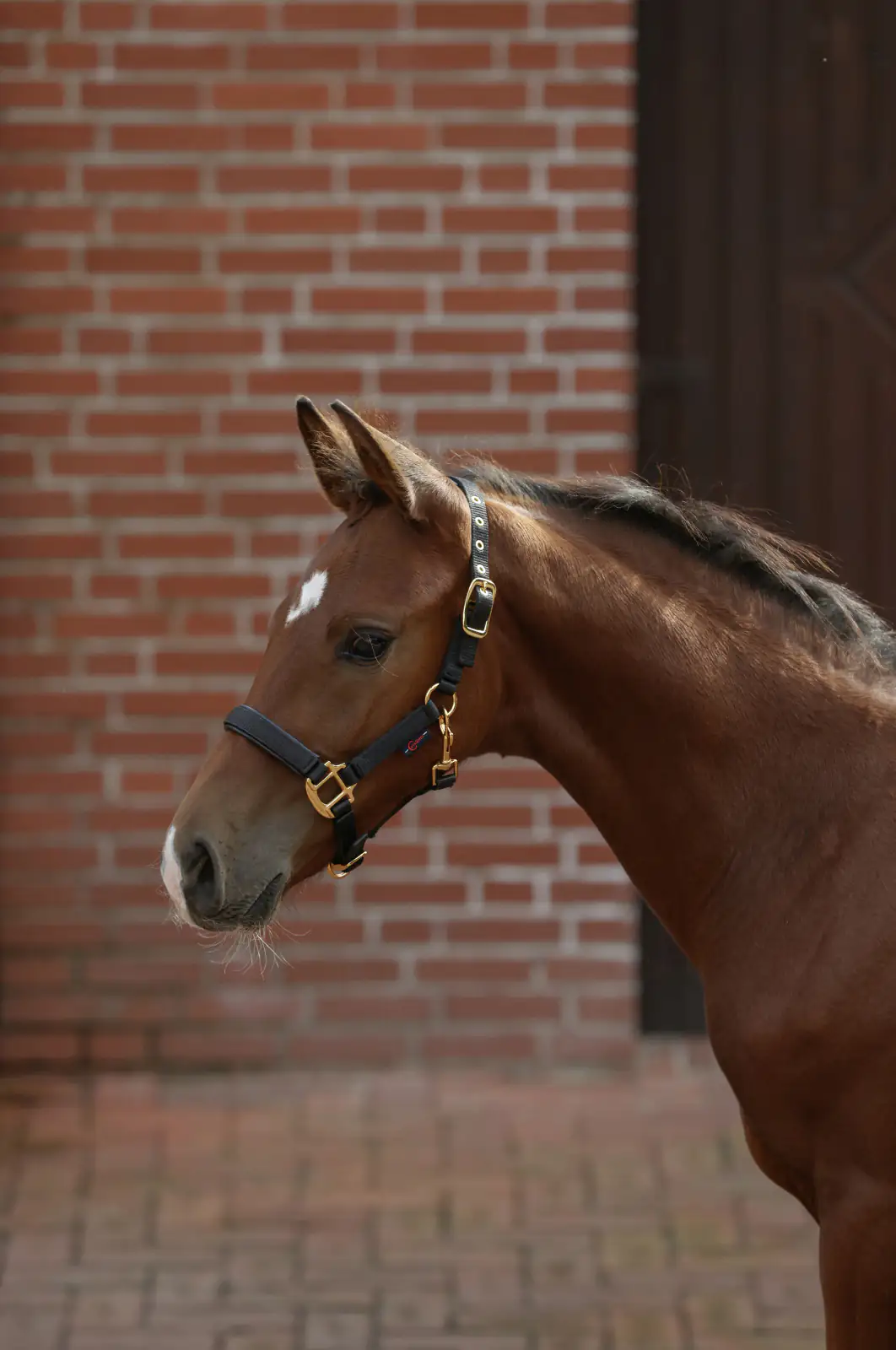 Kerbl Covalliero Fohlenhalfter TopLine black