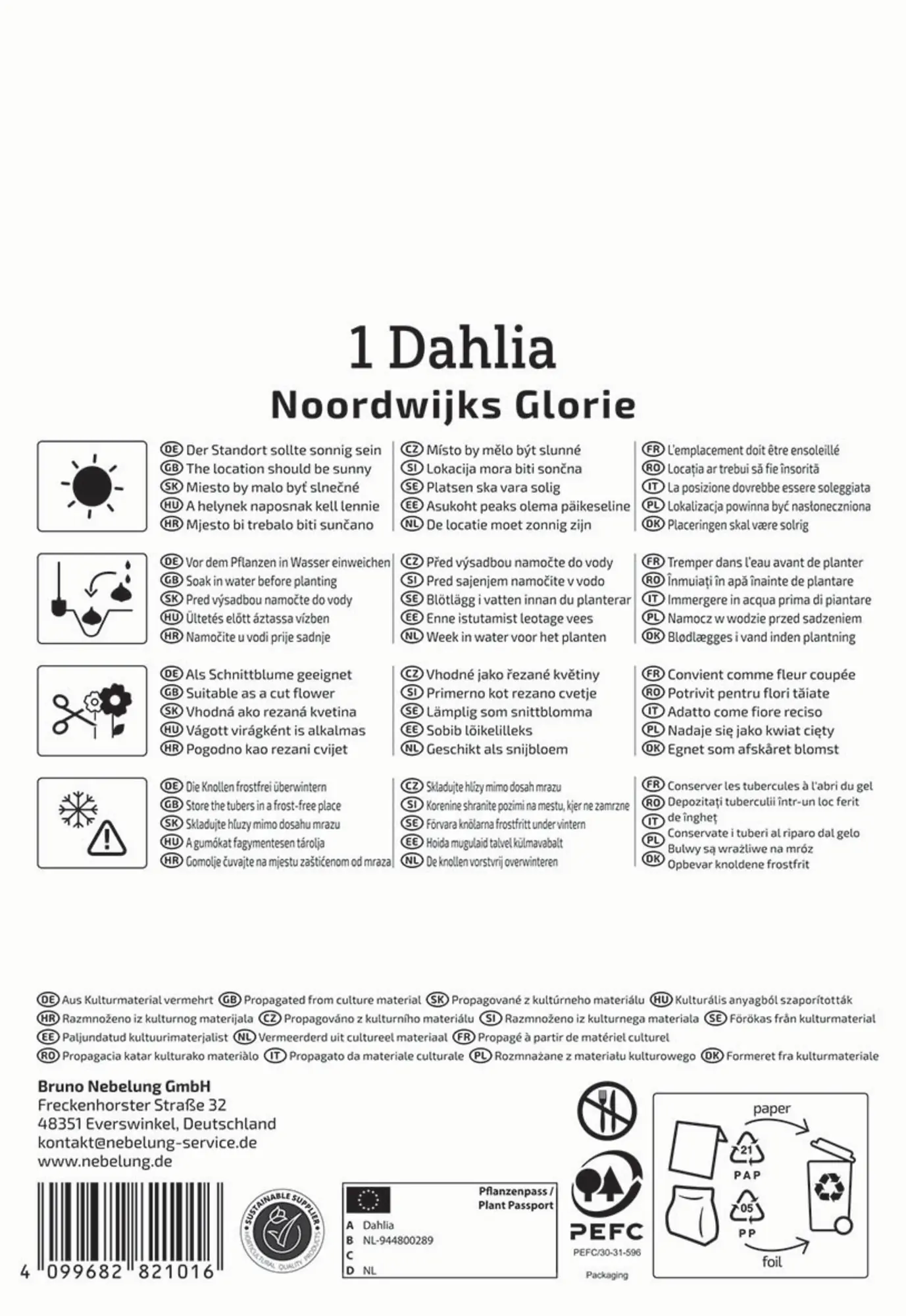 Kiepenkerl Frühjahrsblumenzwiebel Dekorative Dahlie Noordwijks Glorie 1 Stück