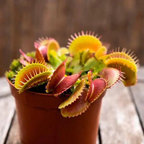 Fleischfressende Pflanzen Venusfliegenfalle H 18 cm 5,5 cm Topf Fleischfressende Pflanzen Venusfliegenfalle H 18 cm 5,5 cm Topf