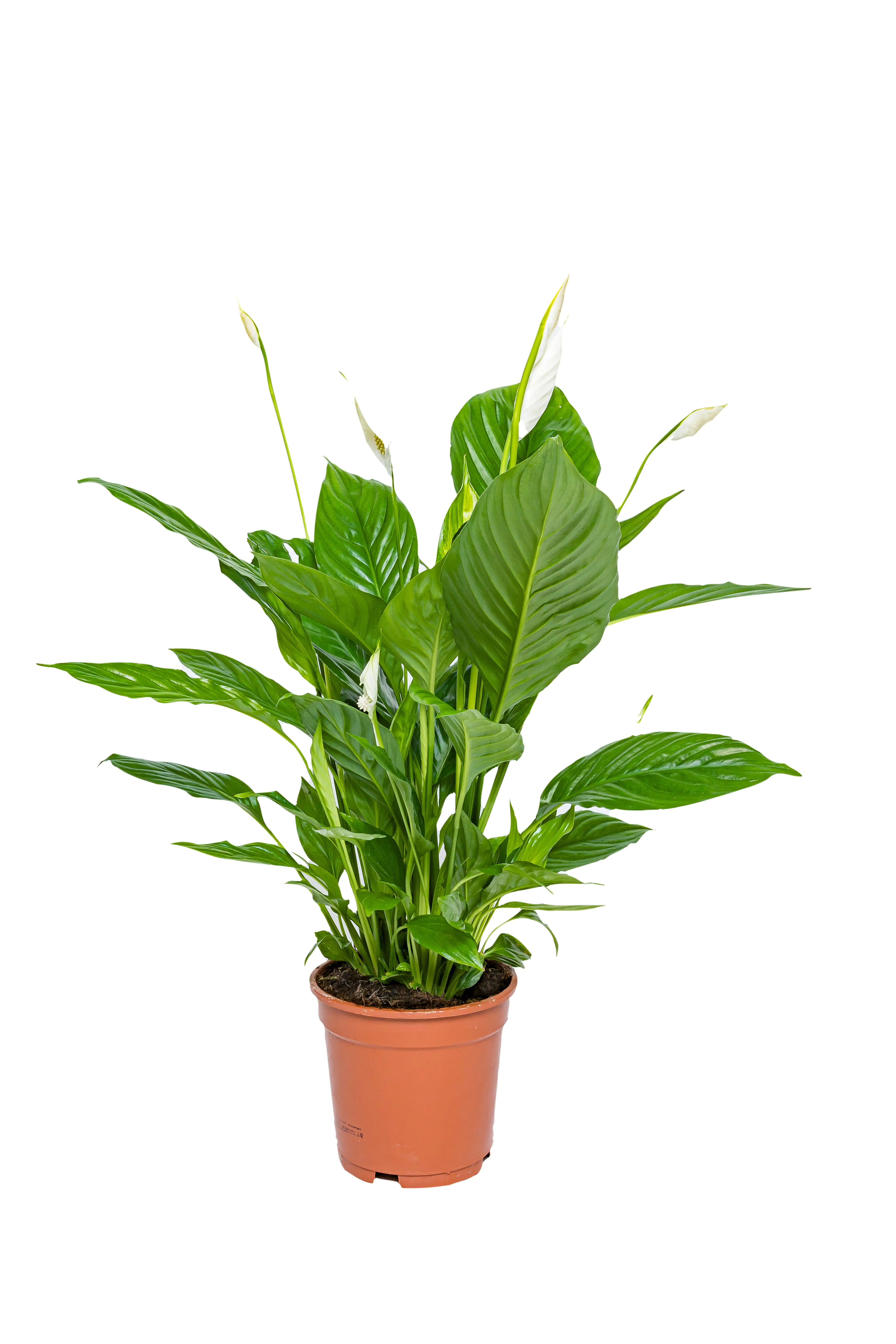 Spathiphyllum Vivaldi Friedenslilie 70 cm 17 cm Topf  Spathiphyllum Vivaldi Friedenslilie 70 cm 17 cm Topf