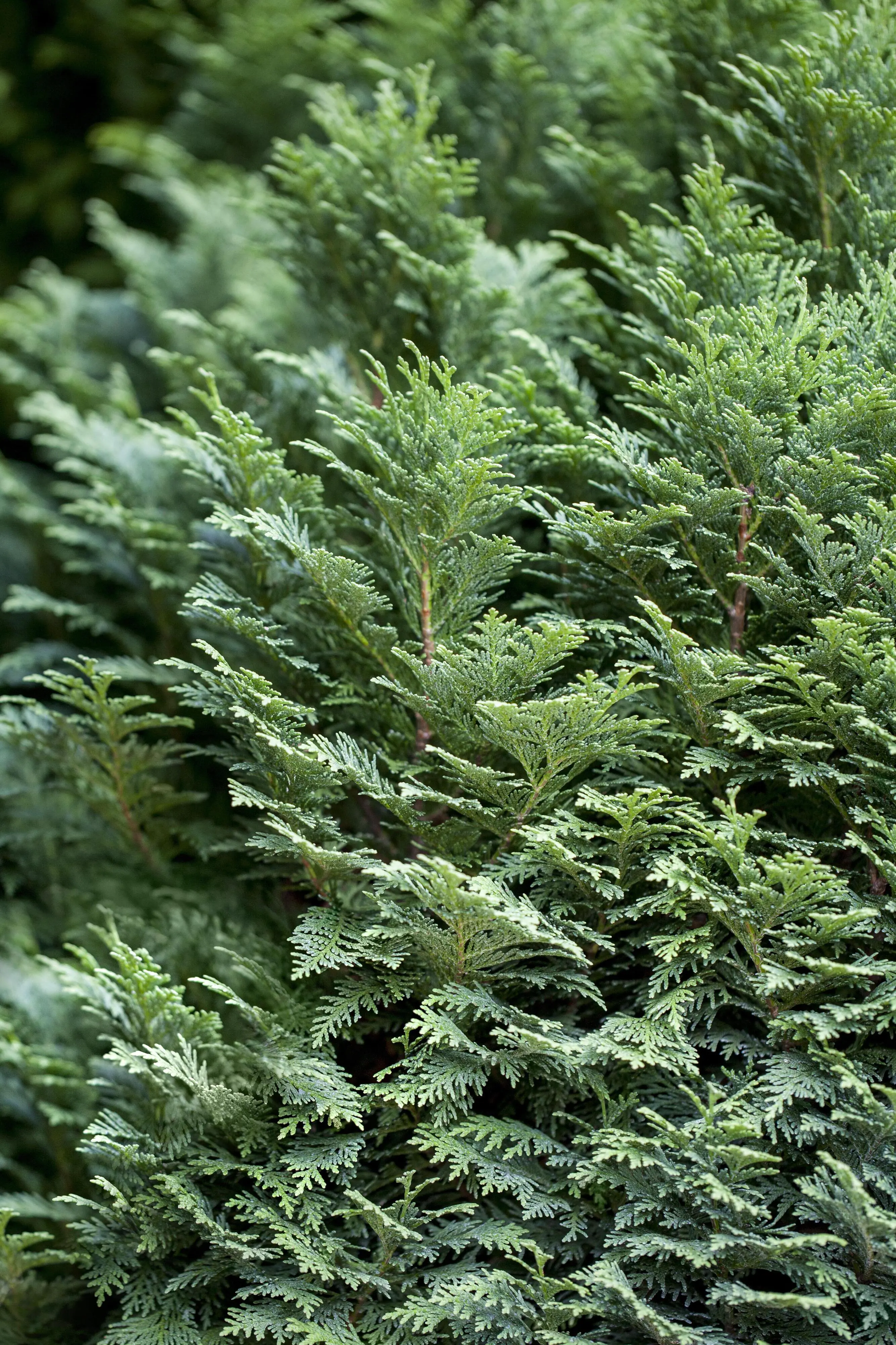 Blaue Scheinzypresse Cham. law. column. Glauca H 140 - 160 cm, 15 Stück