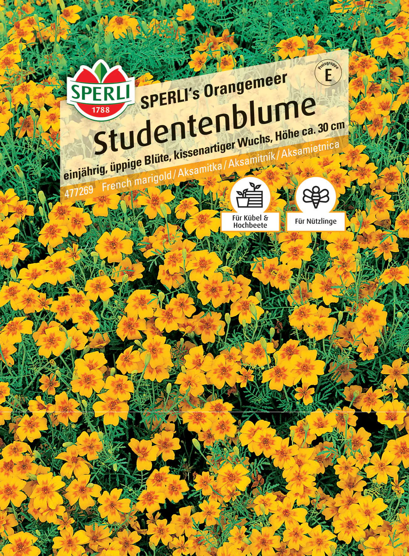 Sperli Studentenblume Sperli's Orangemeer